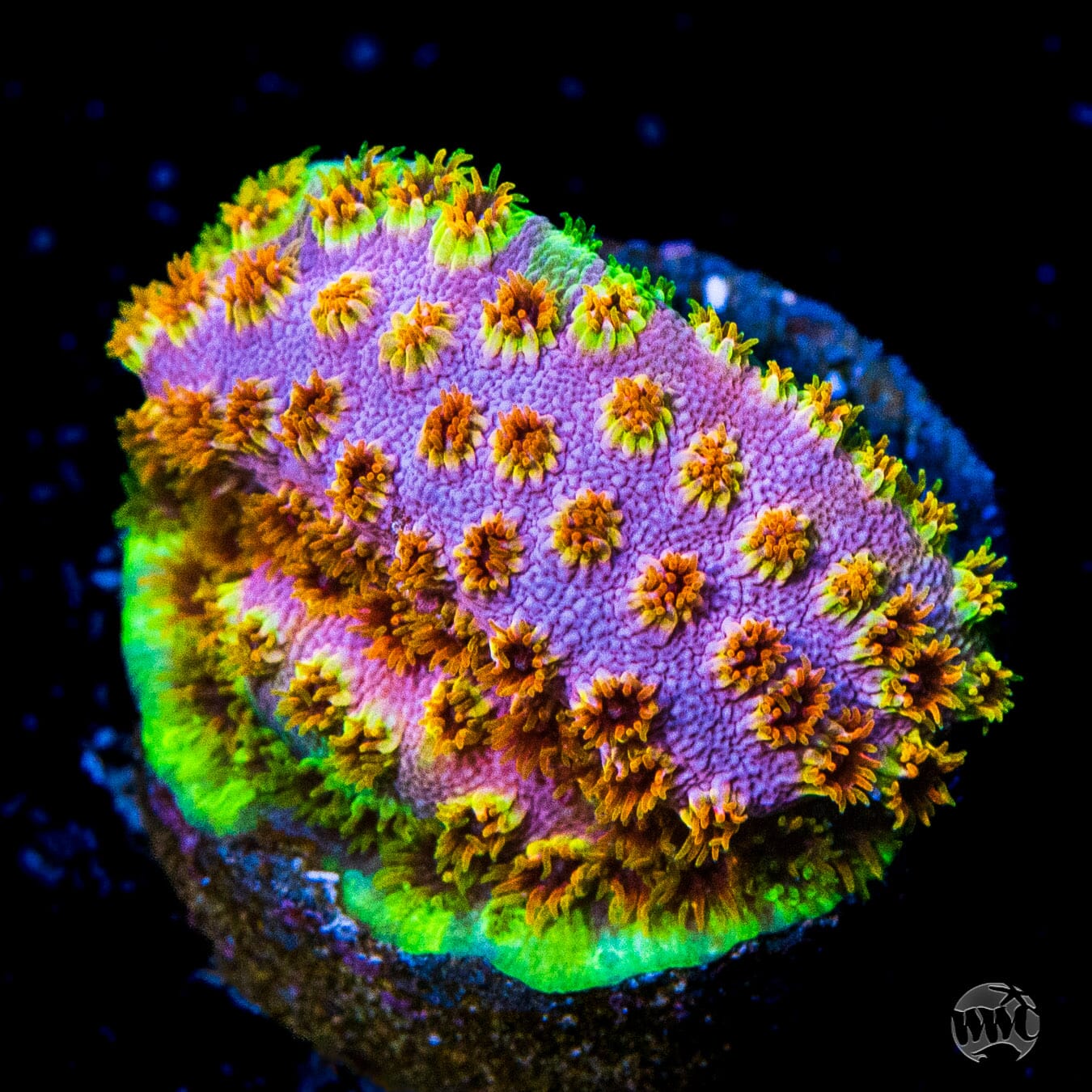 WWC Skittles Bomb Cyphastrea Coral