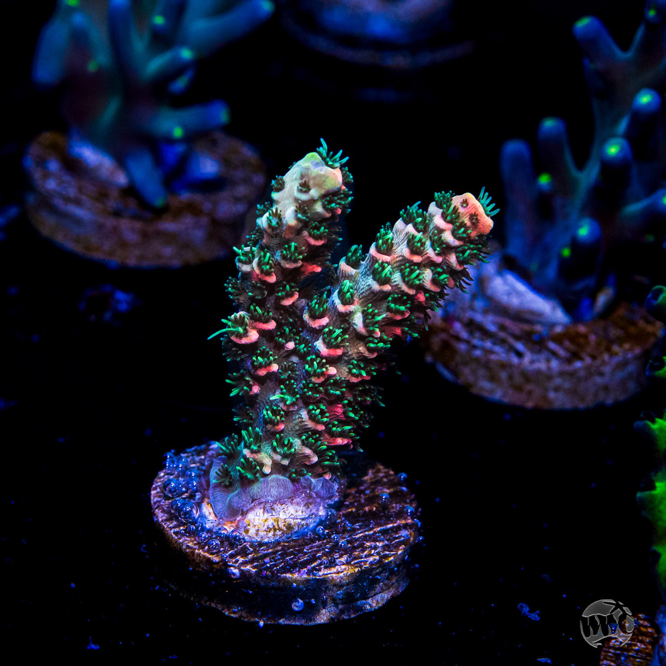 WWC Sleepy Hollow Mille Acropora