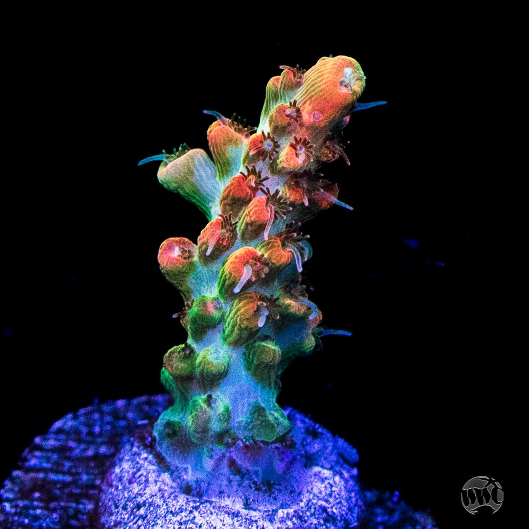 WWC Snow Dragon Acropora