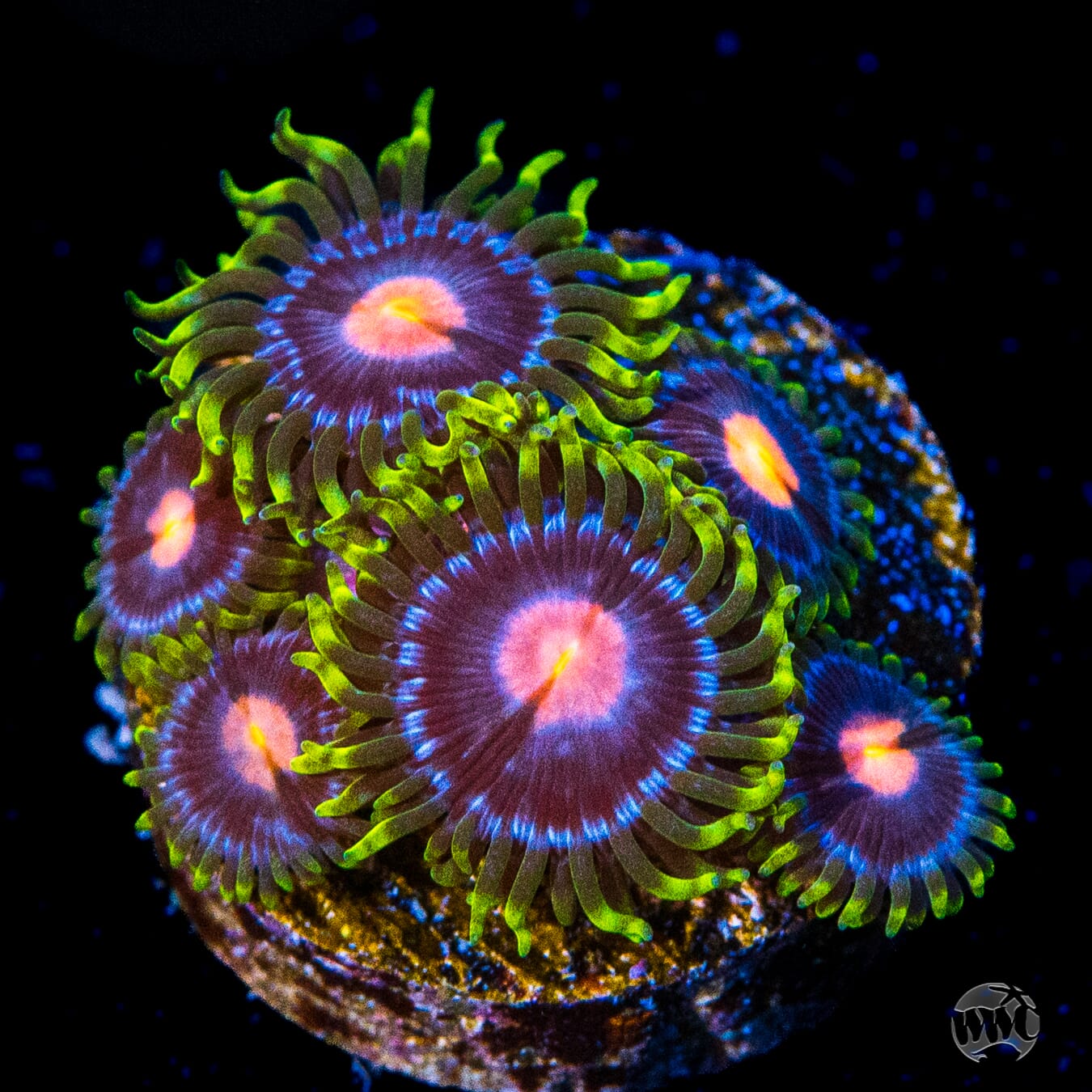 WWC Sweet Tooth Zoanthids