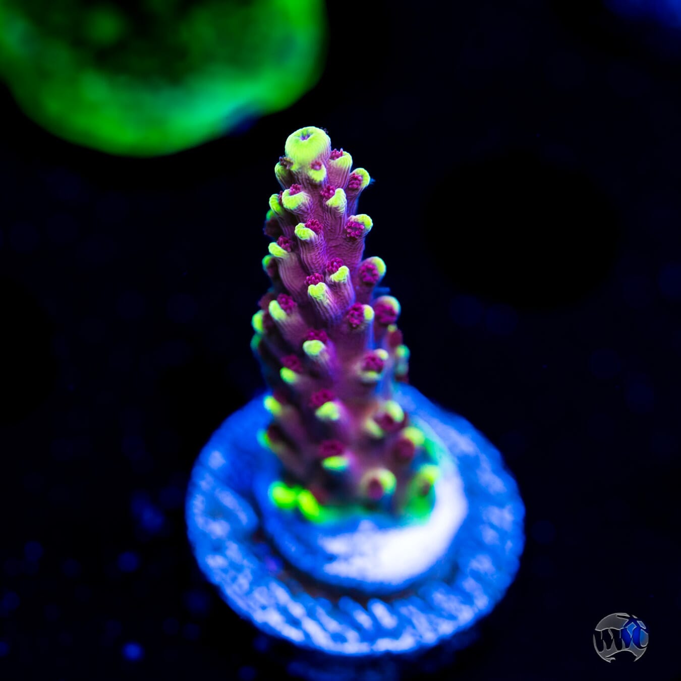 WWC Terra Red Acropora