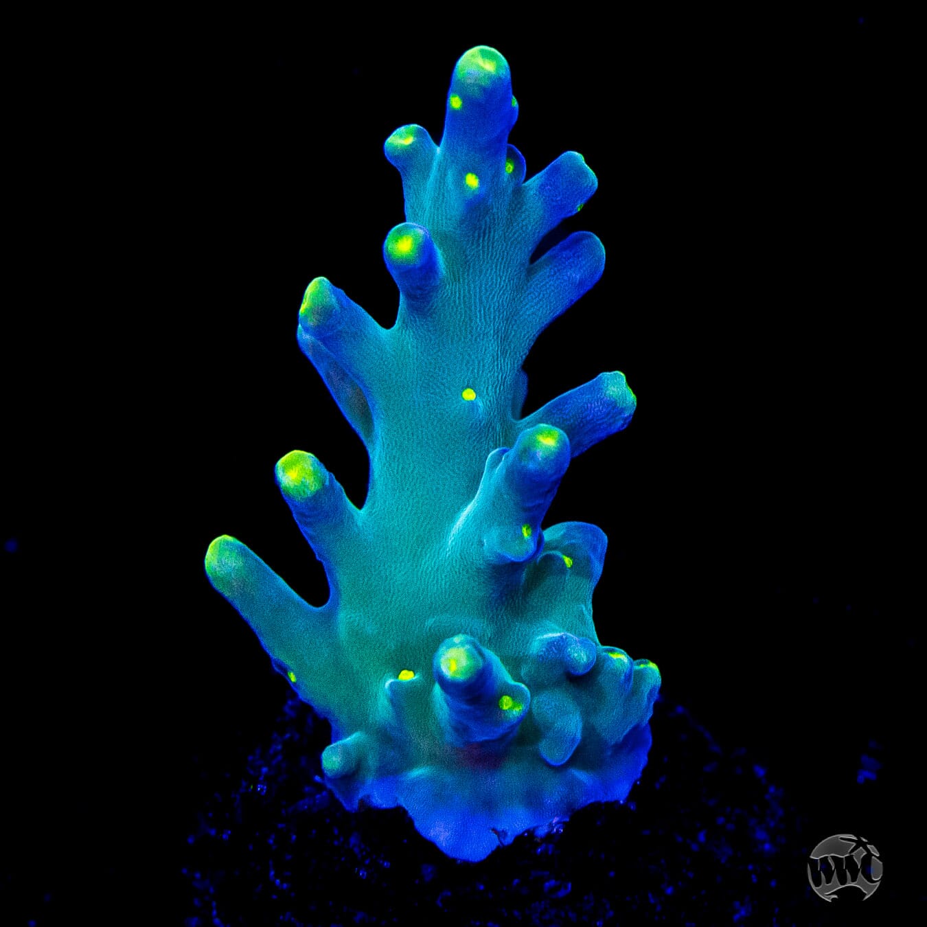 WWC Thunder Struck Acropora