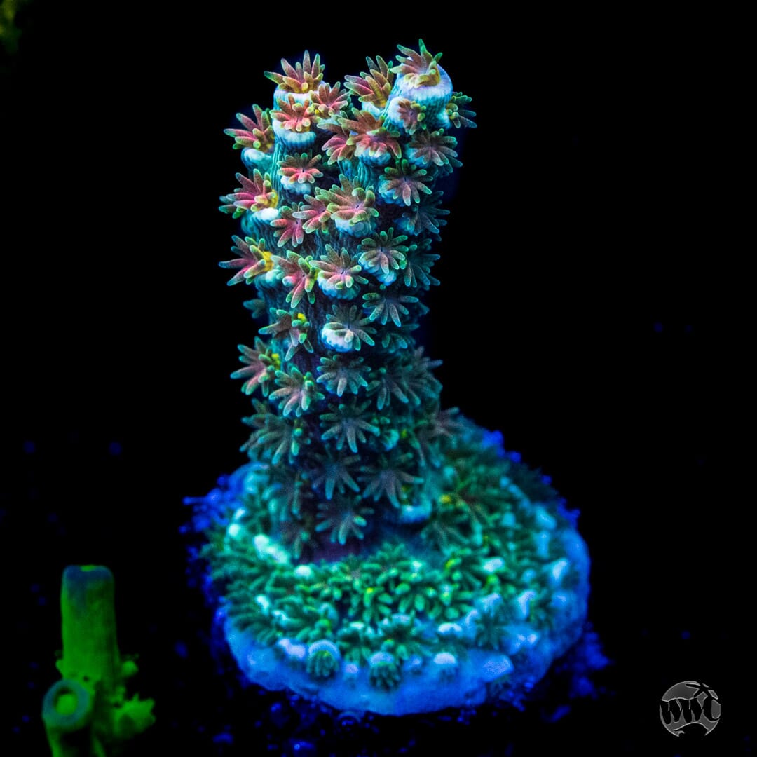 WWC Tiddly Winks Tenuis Acropora