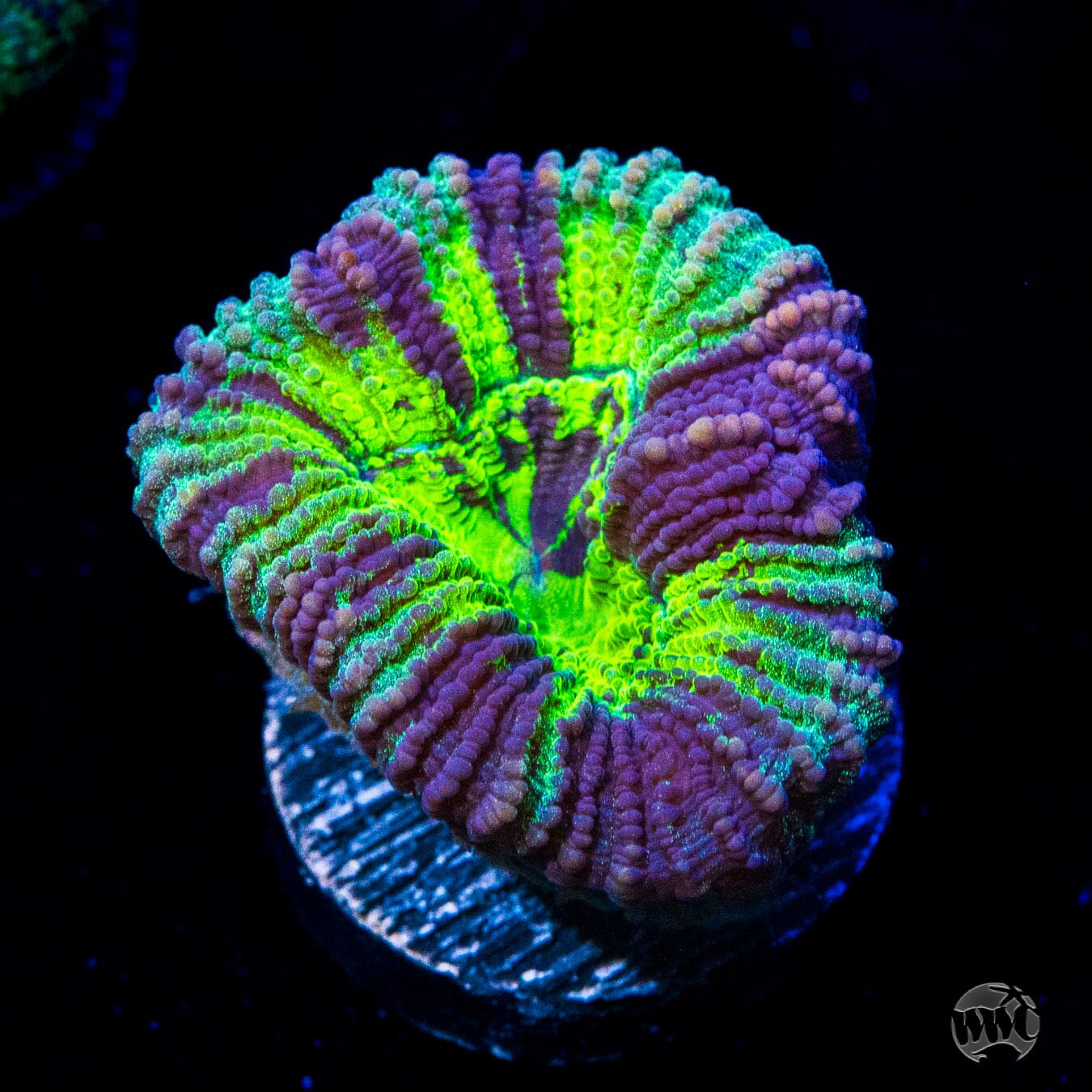 WWC Vibranium Favia Coral