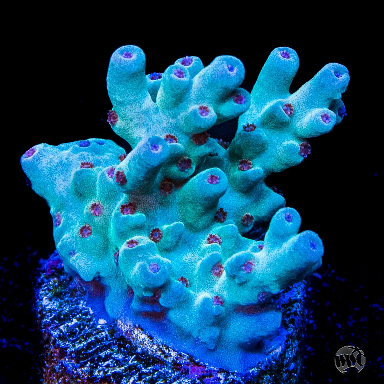 WWC White Walker Acropora