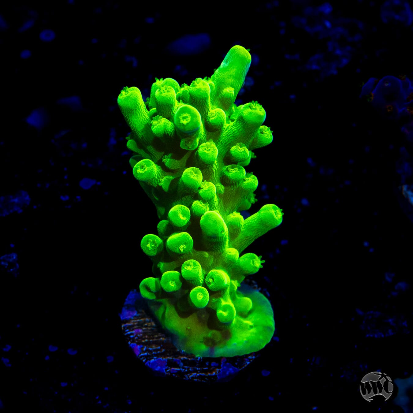 WWC Yellow Austera Acropora