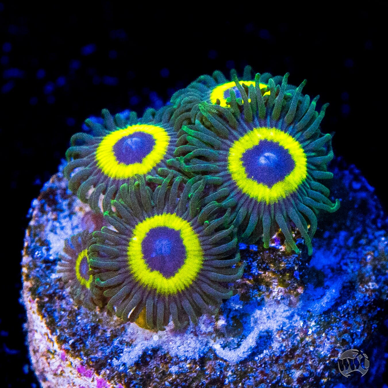 WWC Yellow Submarine Zoanthids