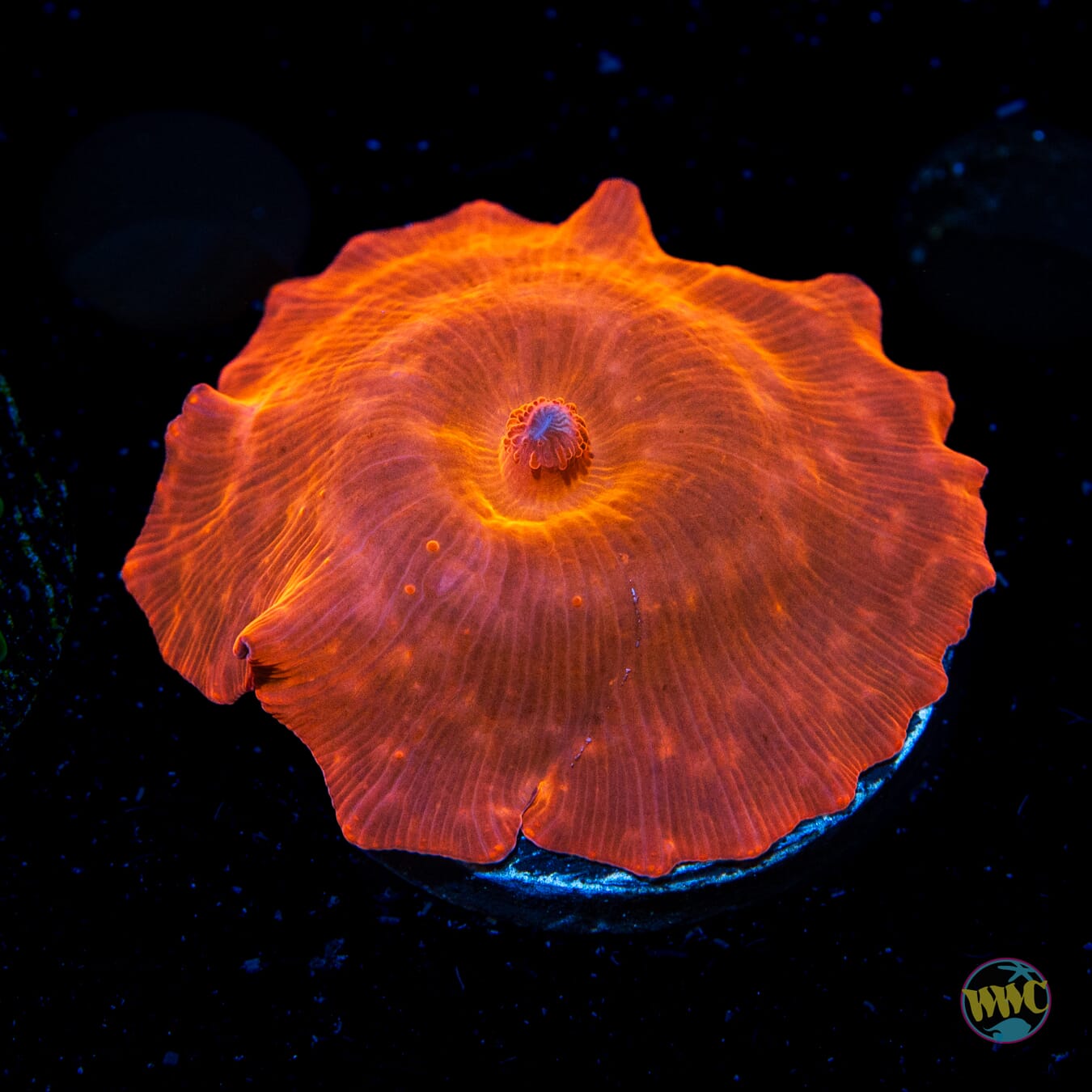 WWC King Tut Disco Mushroom Coral