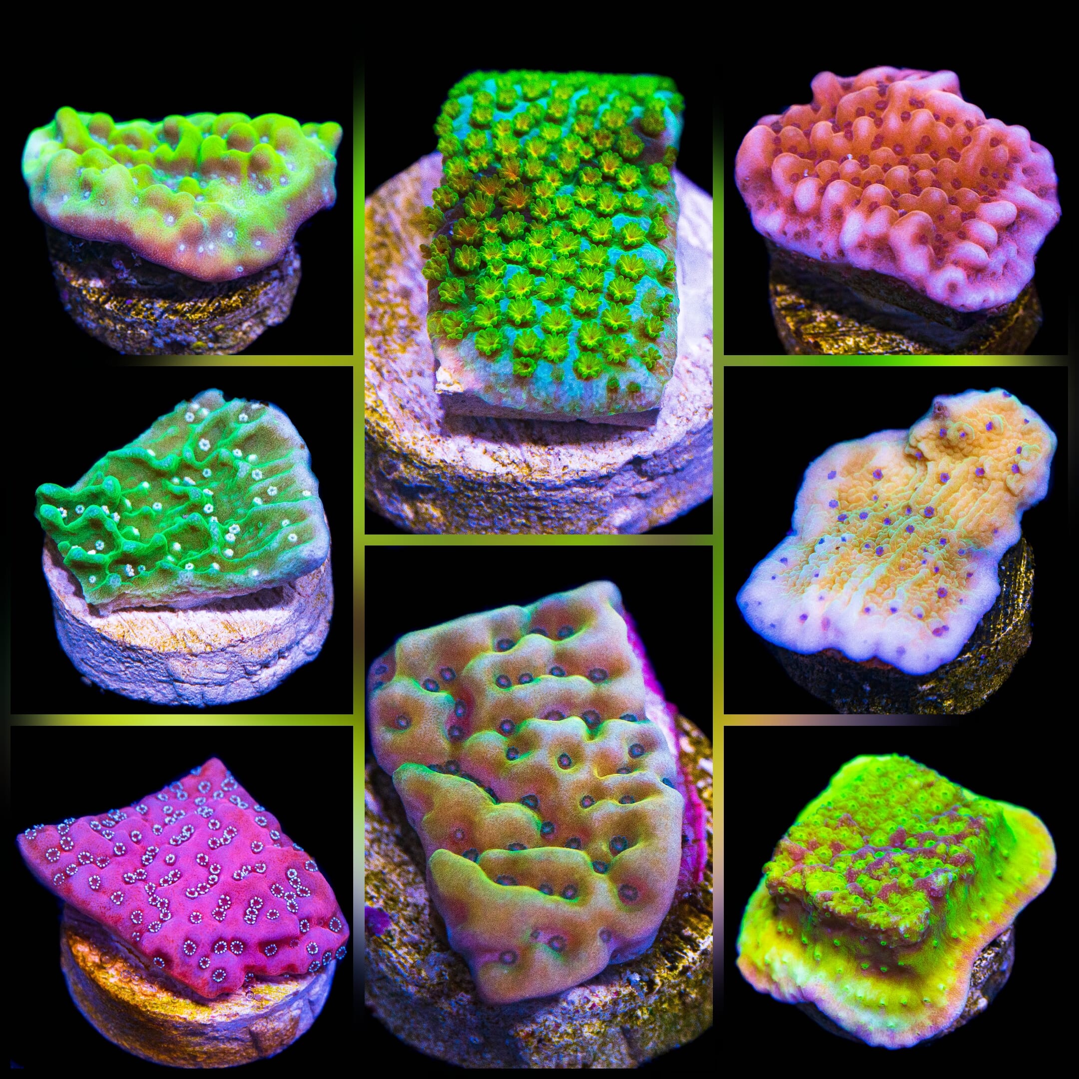 WYSIWYG Montipora Collector pack