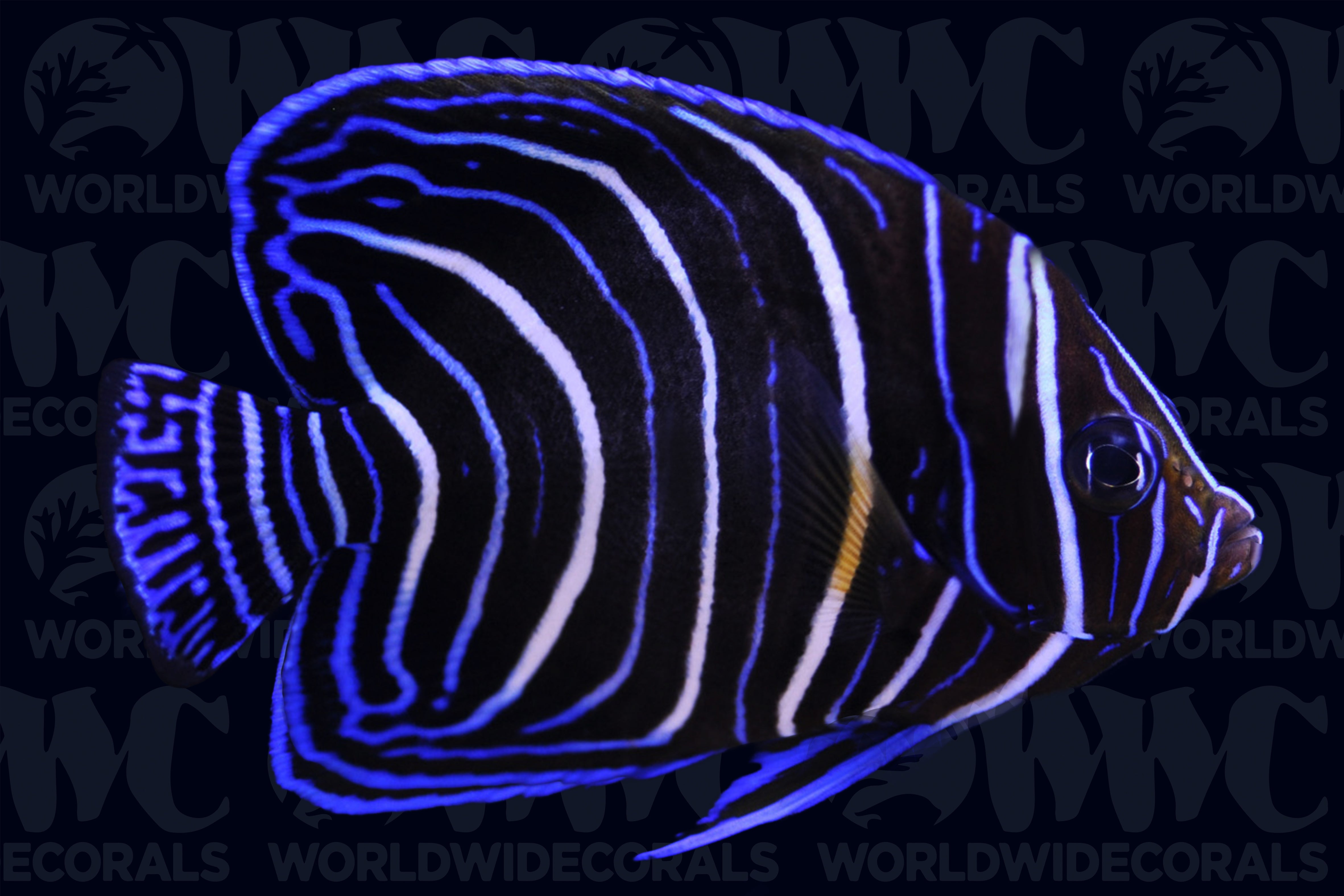 Annularis Angelfish - Juvenile - Sri Lanka
