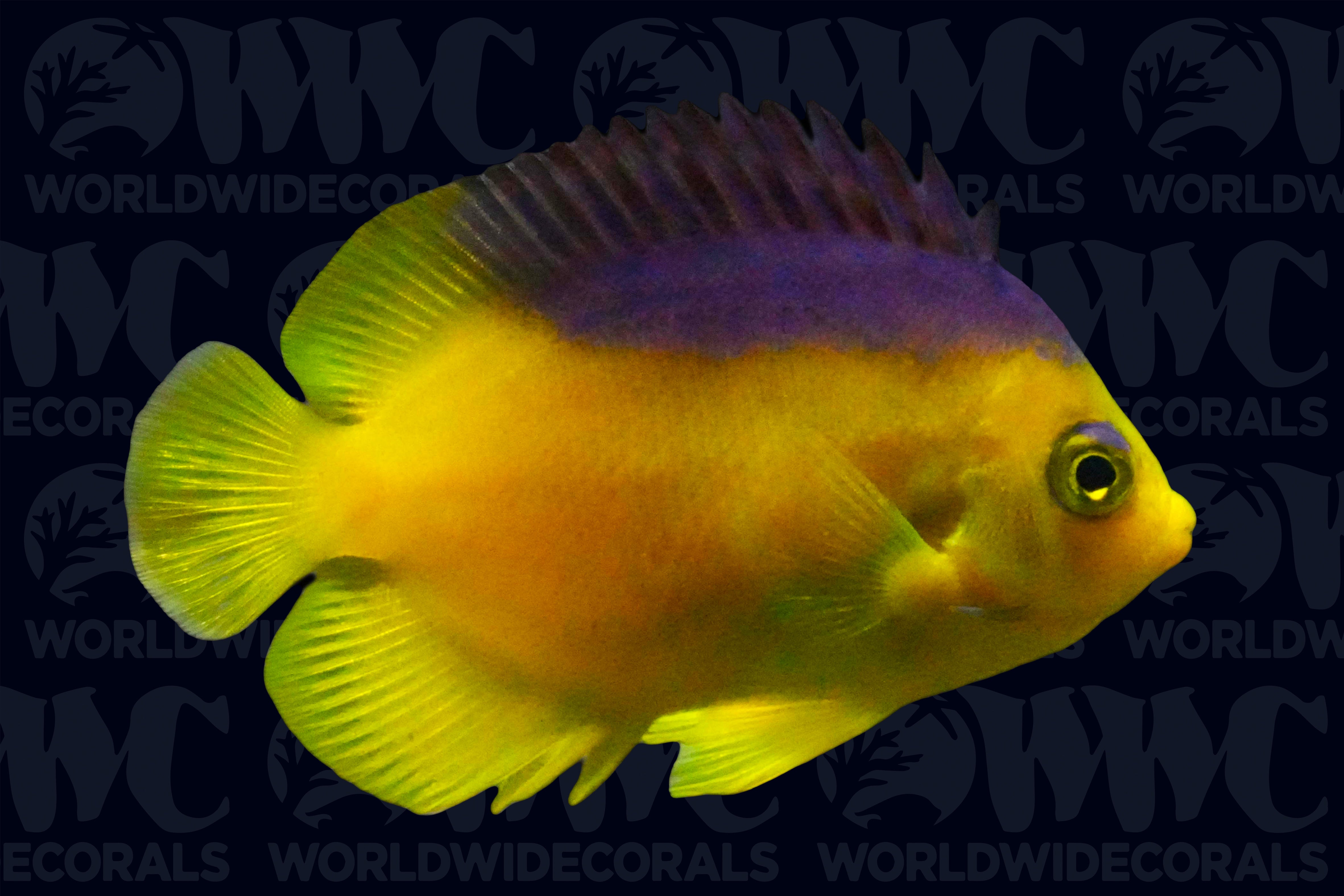 Colini Pygmy Angelfish - Philippines