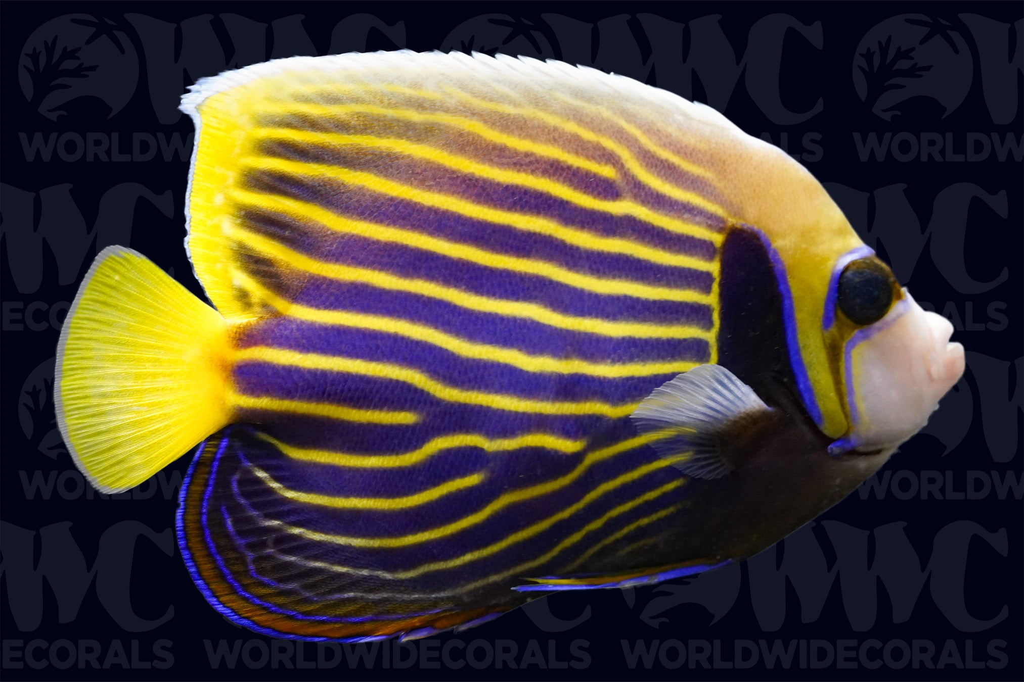 Imperator Angelfish - Philippines