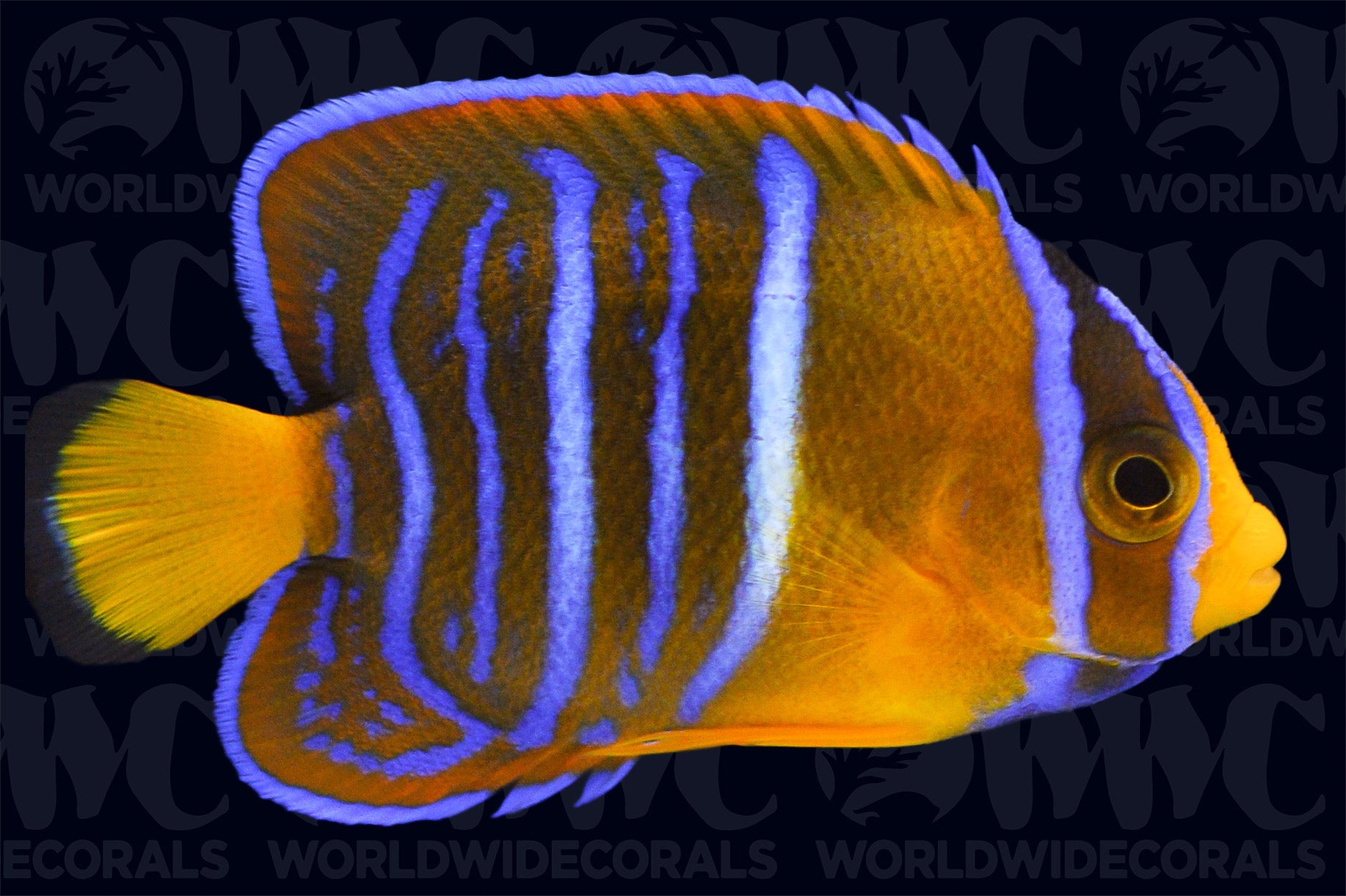 Passer Angelfish - Juvenile - Nicaragua