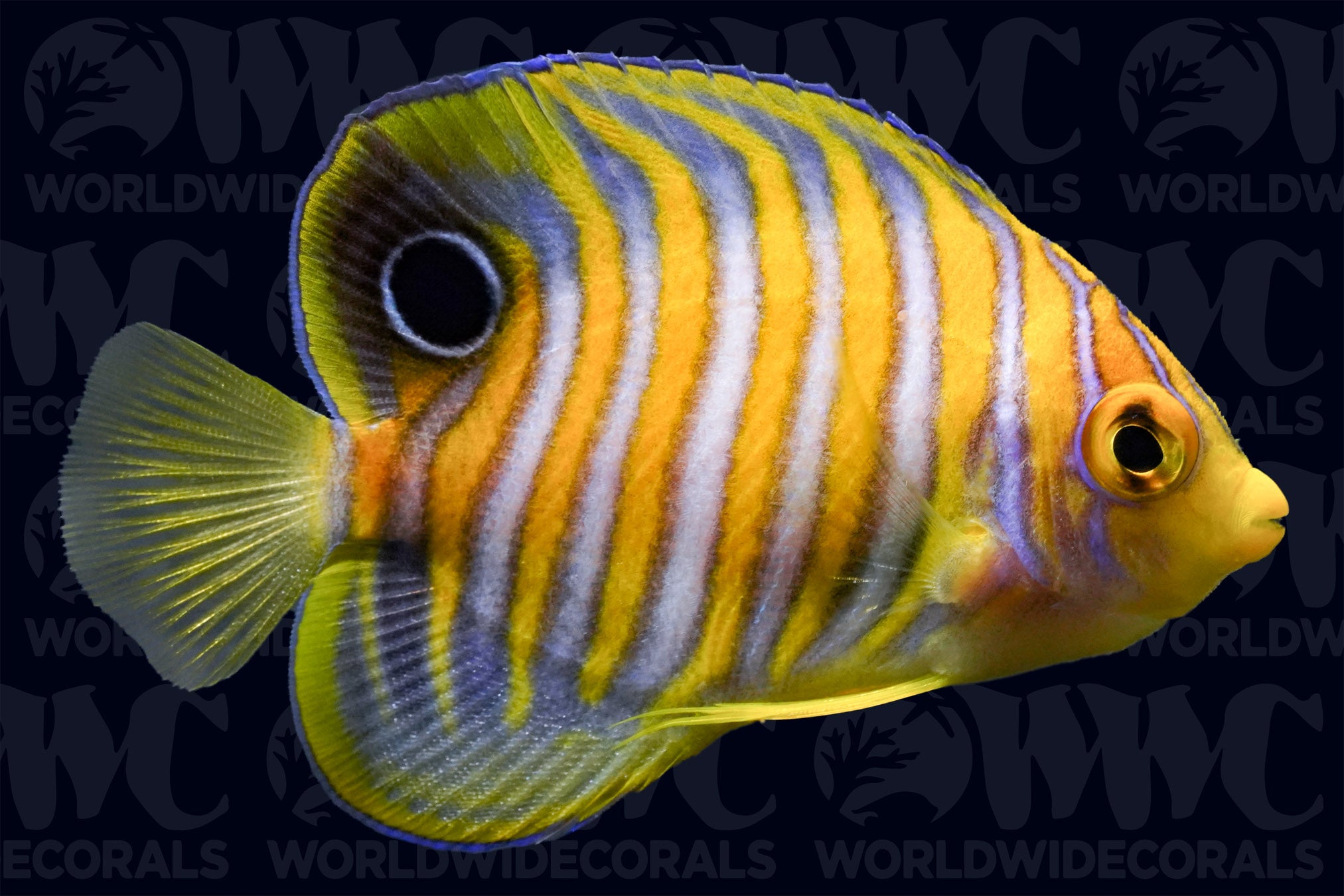 Regal Angelfish - Juvenile - Maldives