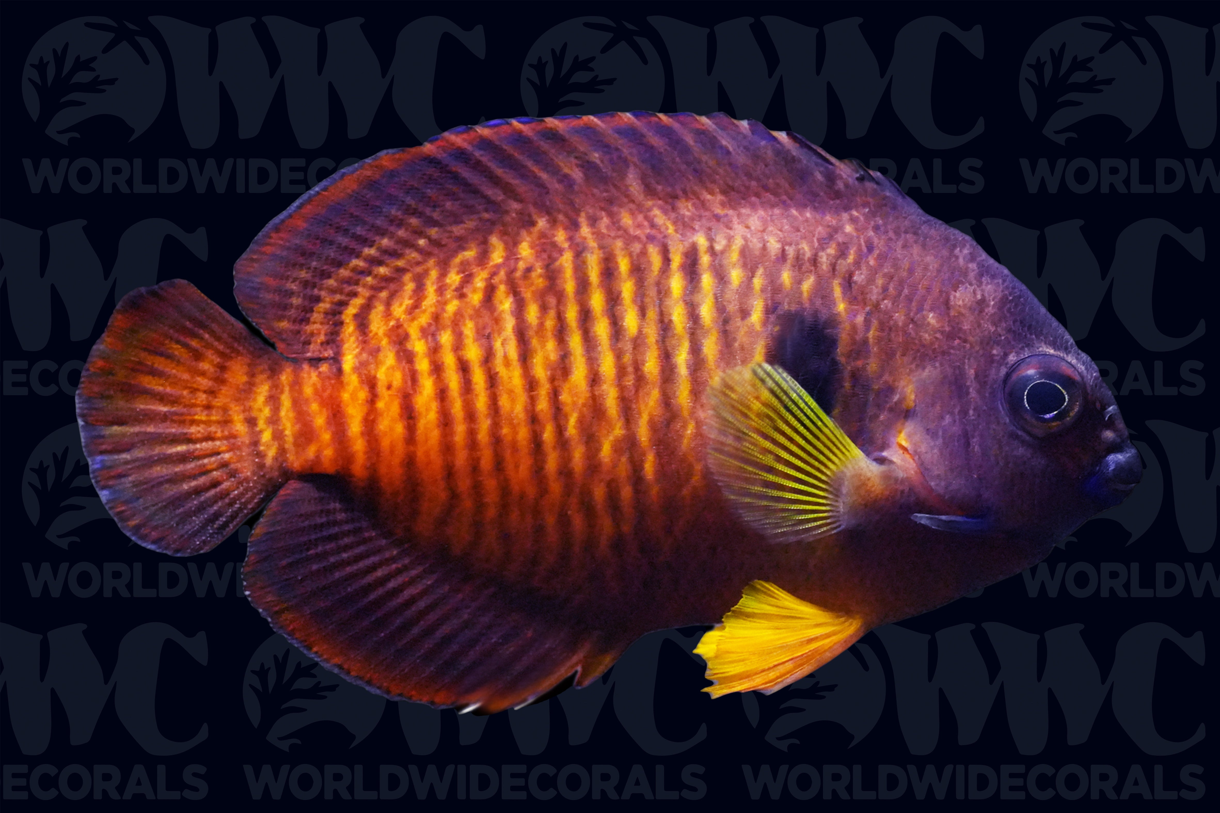 Tiger Tail Coral Beauty Pygmy Angelfish - Mauritius