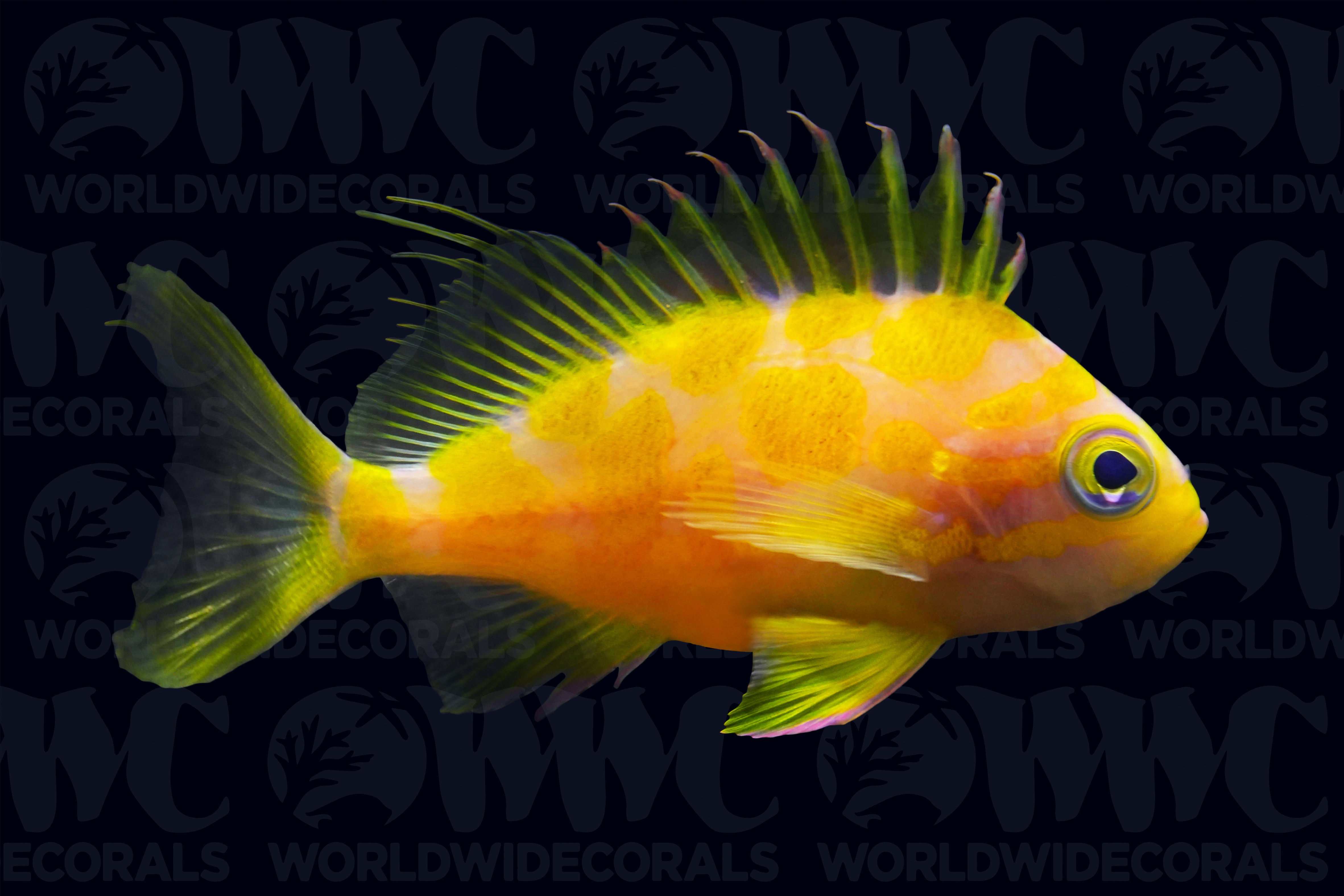 Barbonius Anthias from Indonesia