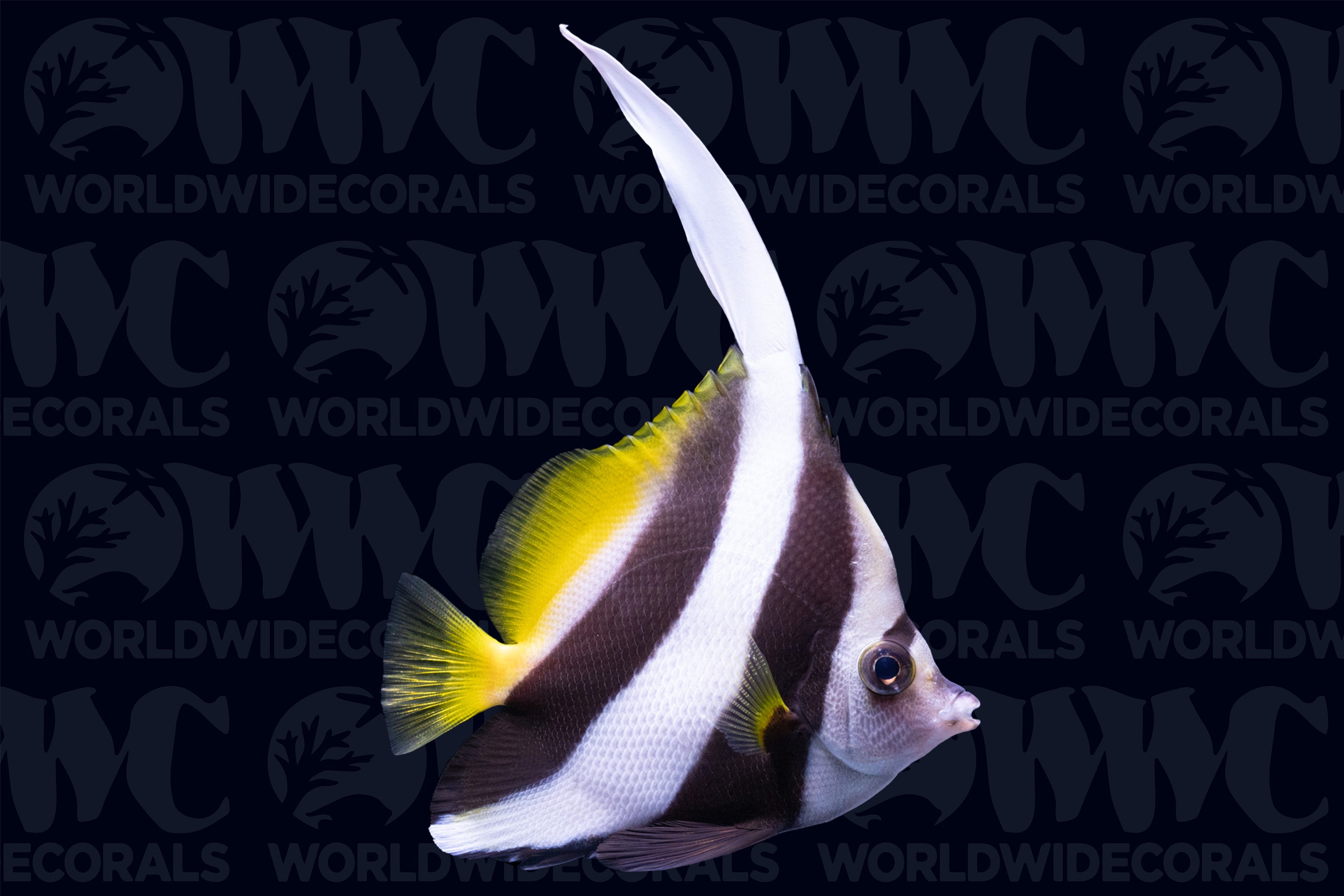 Black and White Heniochus Butterflyfish - Sri Lanka