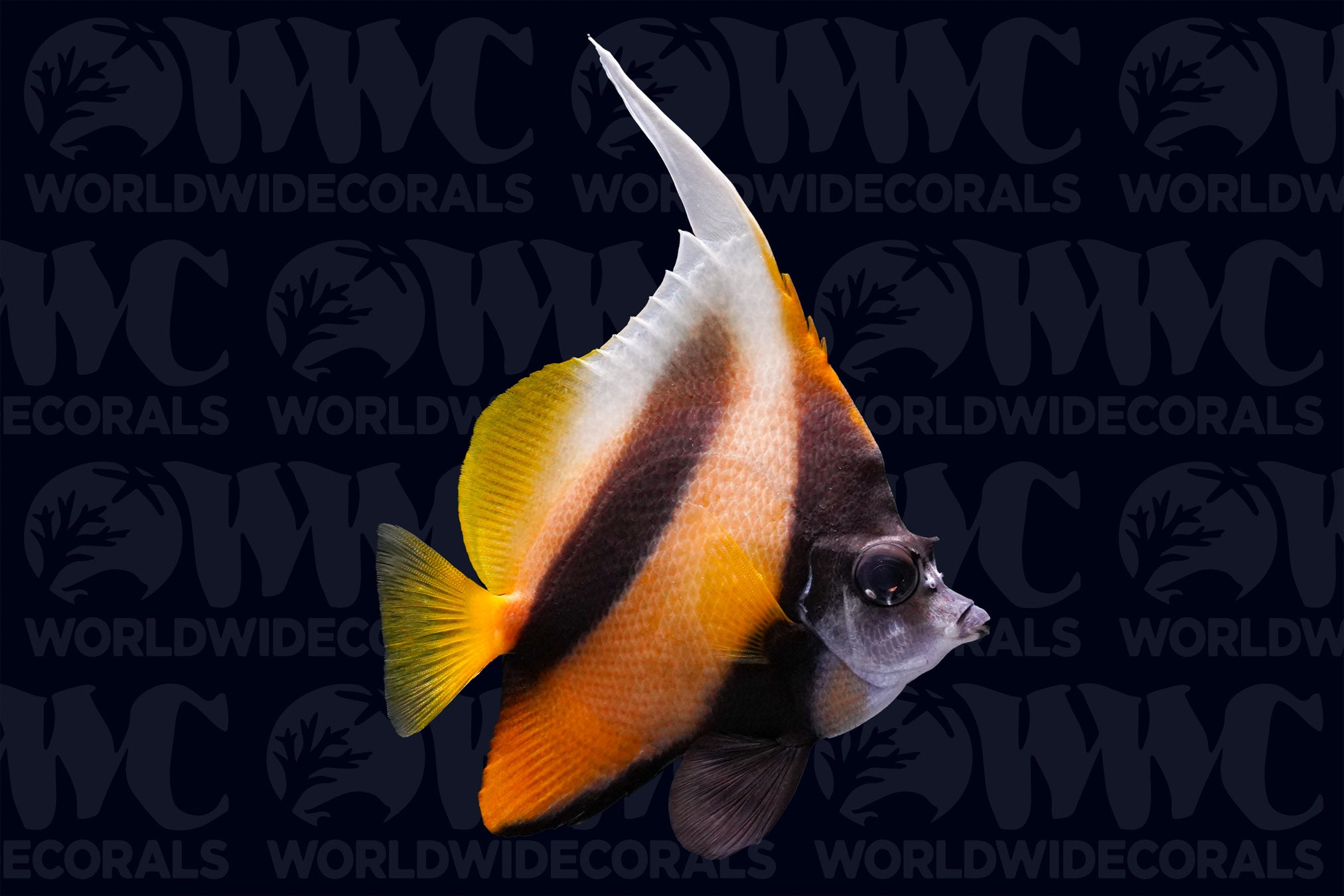 Red Sea Bannerfish - Egypt