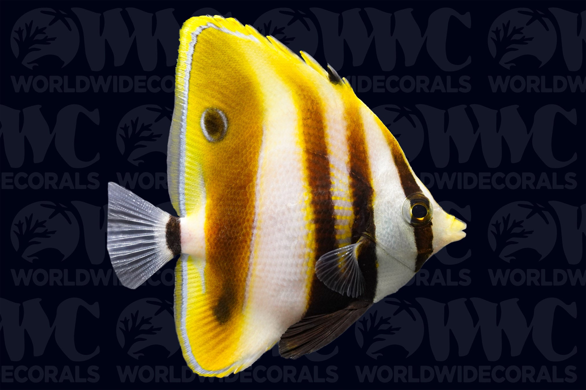 Hifin Coradion Butterflyfish - Australia