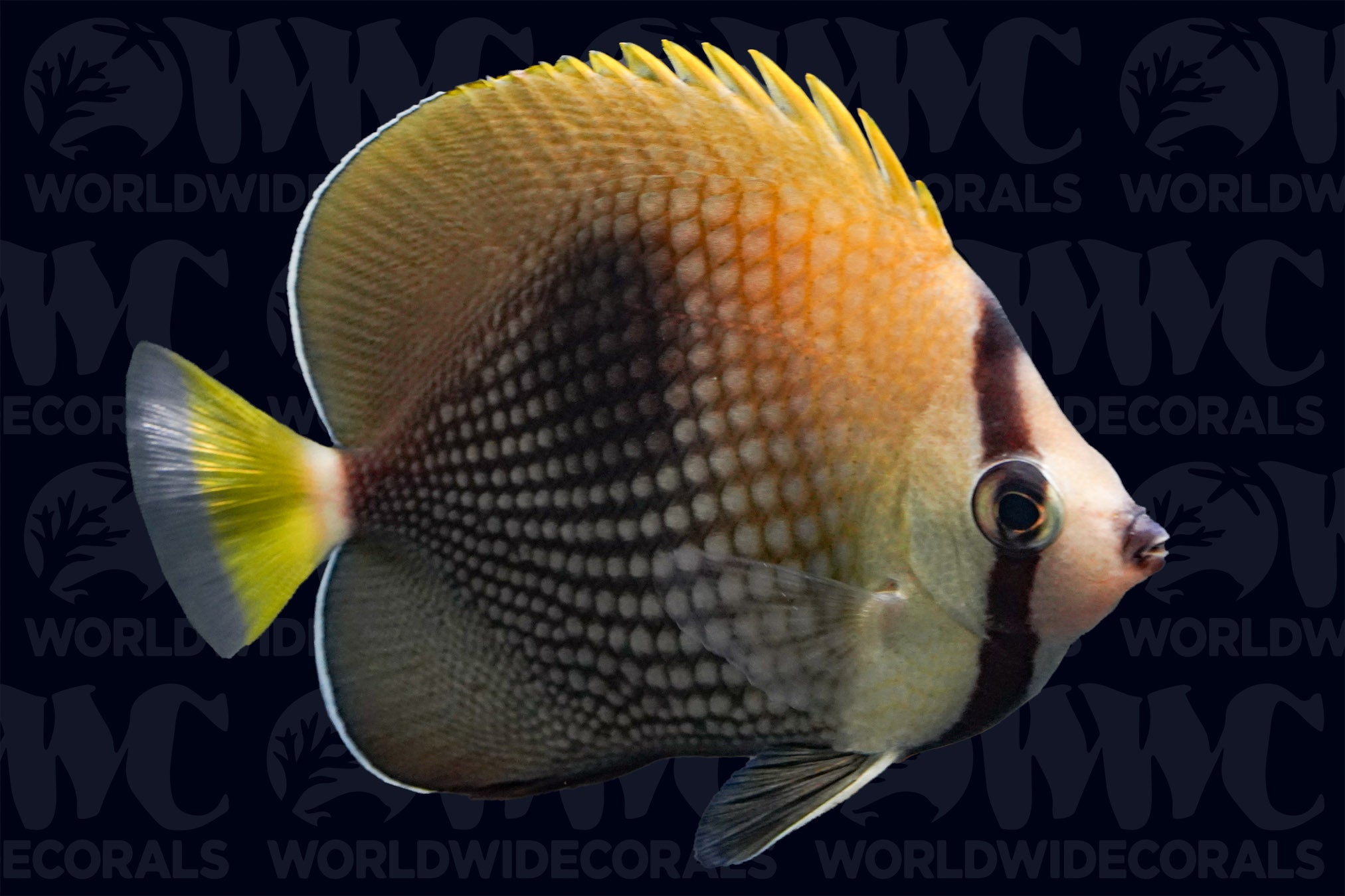 Trichrous Butterflyfish - Tahiti