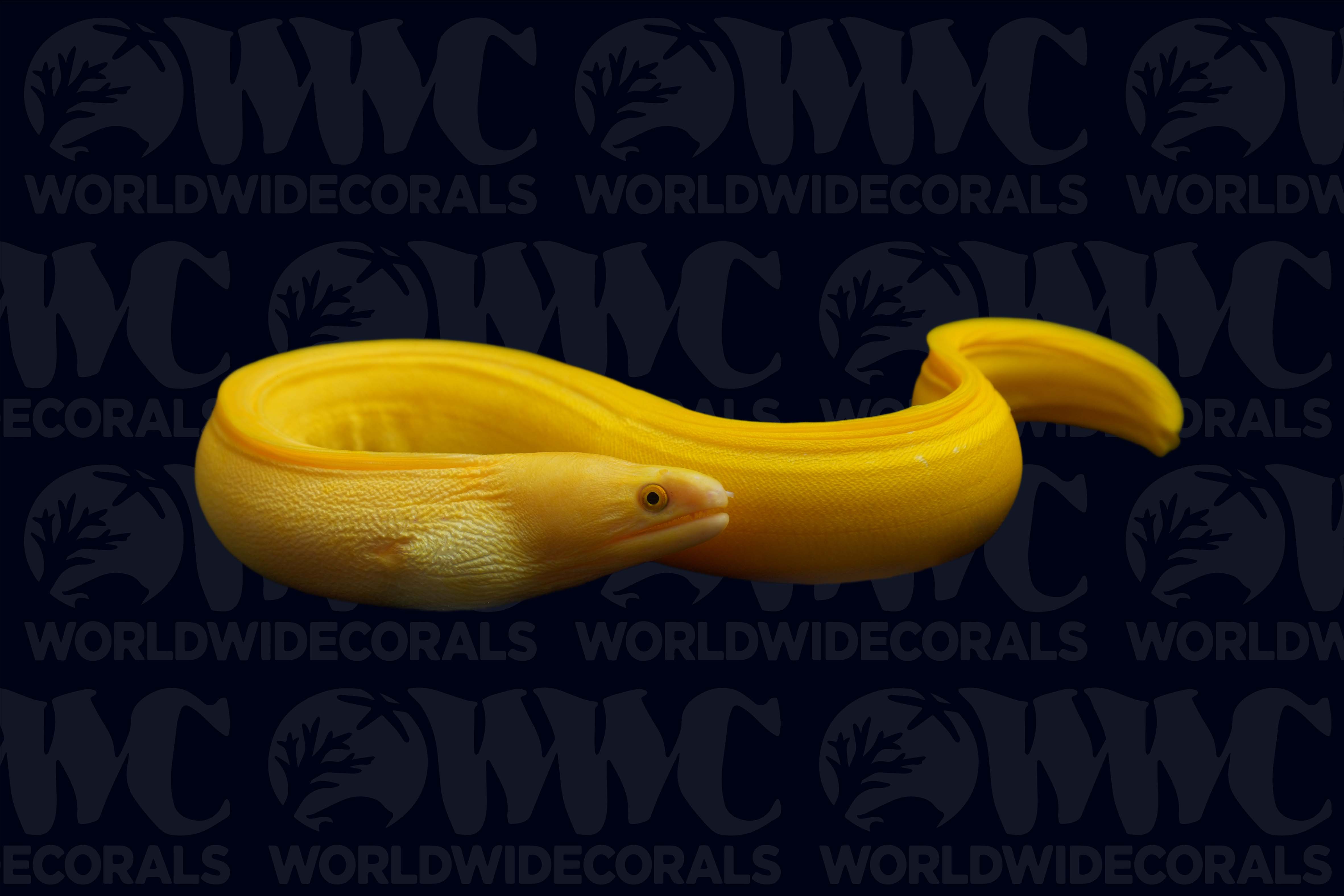 Golden Banana Eel - USA