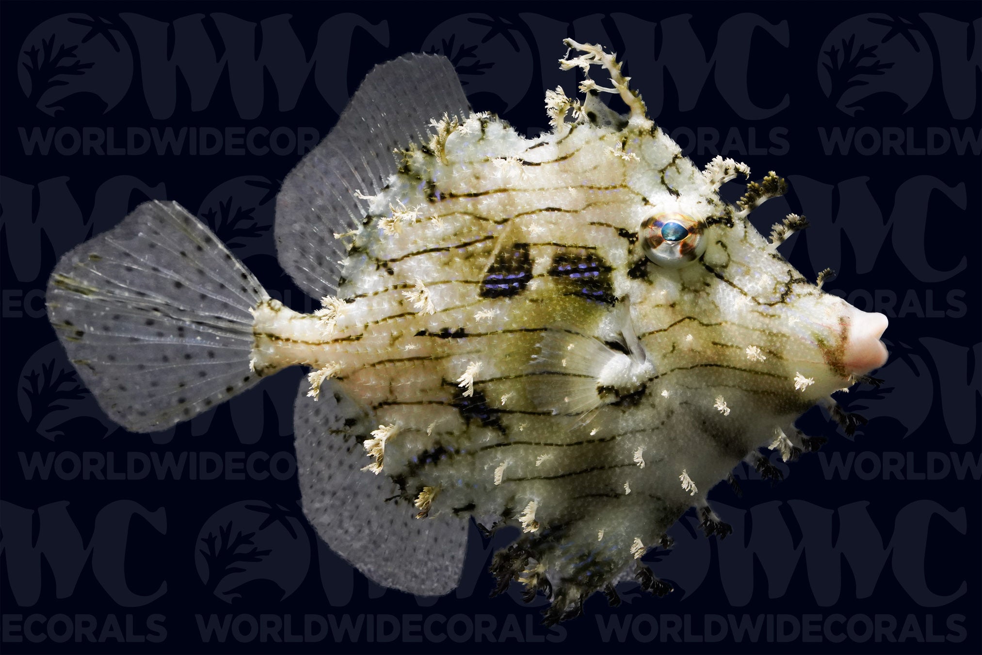 Tassled Filefish - Indonesia