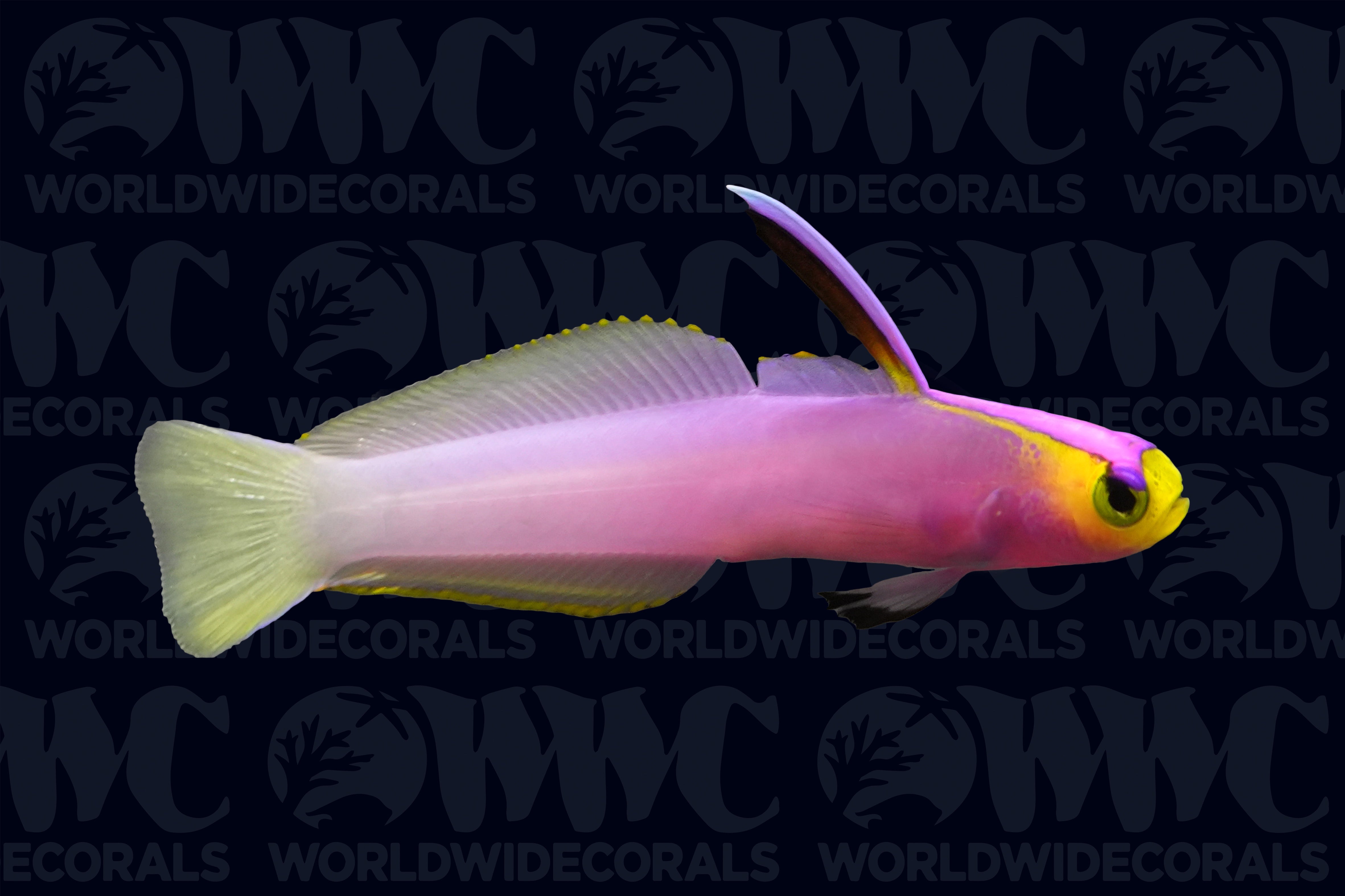 Helfrichi Firefish - Marshall Islands