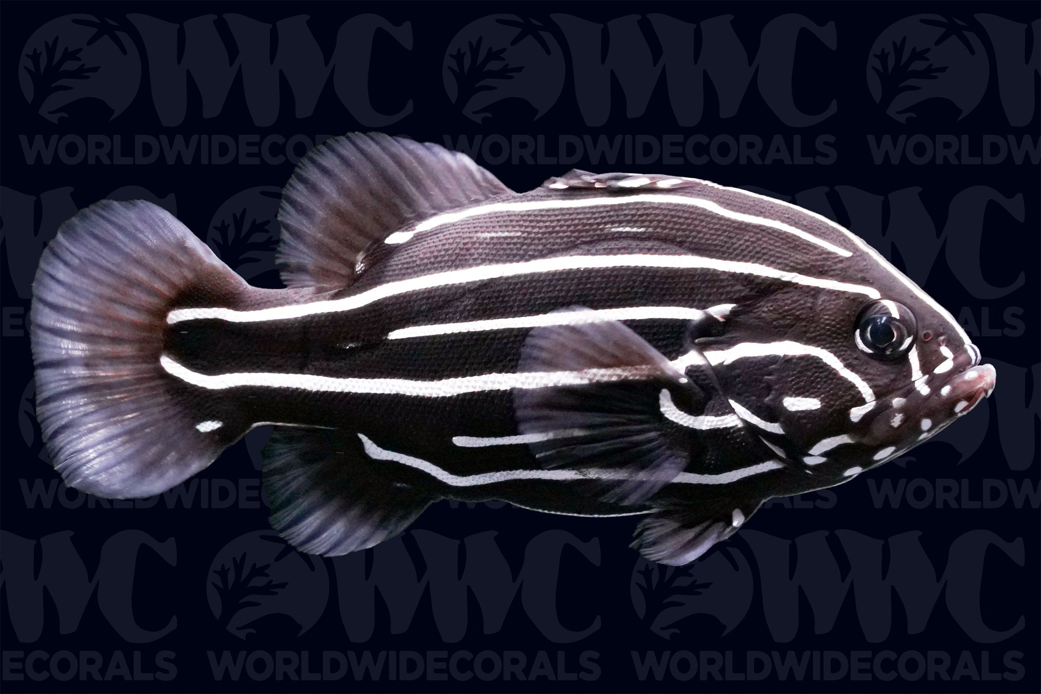Goldenstriped Soapfish - Sri Lanka