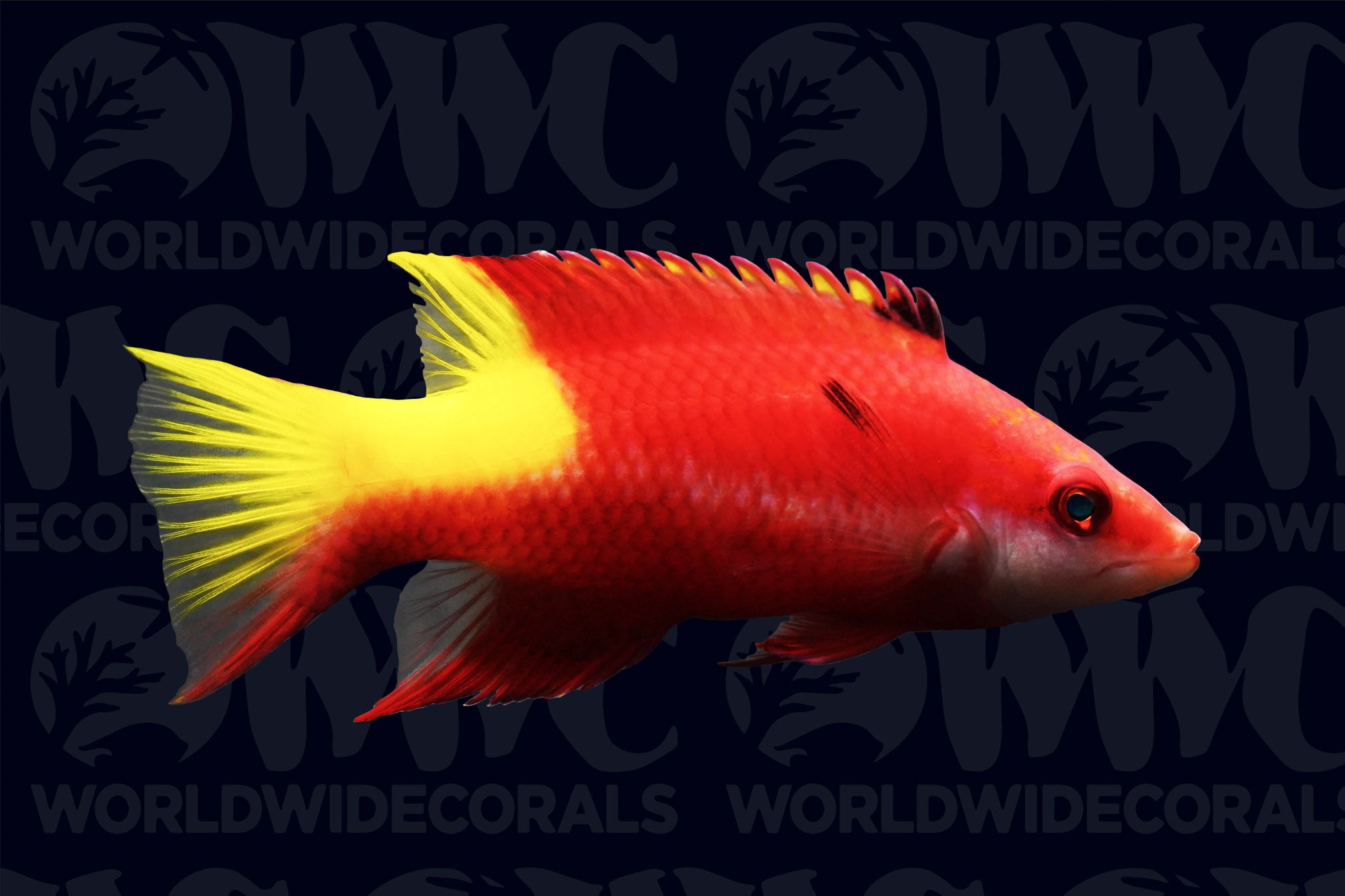 Cuban Hogfish - Brazil