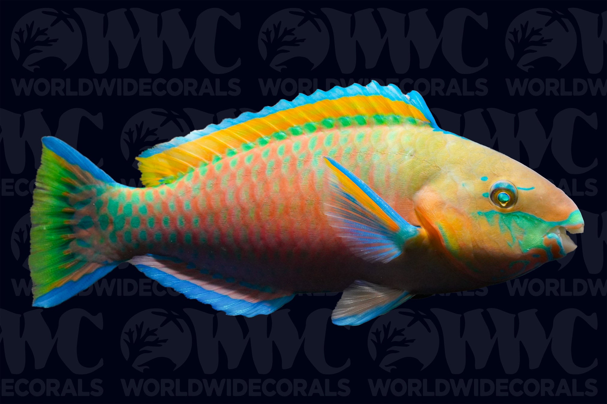 Quoy's Parrottfish - Indonesia