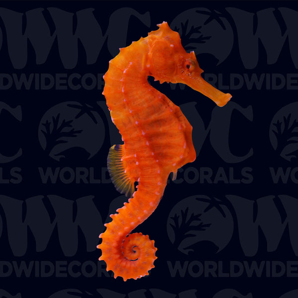 Orange Lined Seahorse - Sub-adult - Female - USA