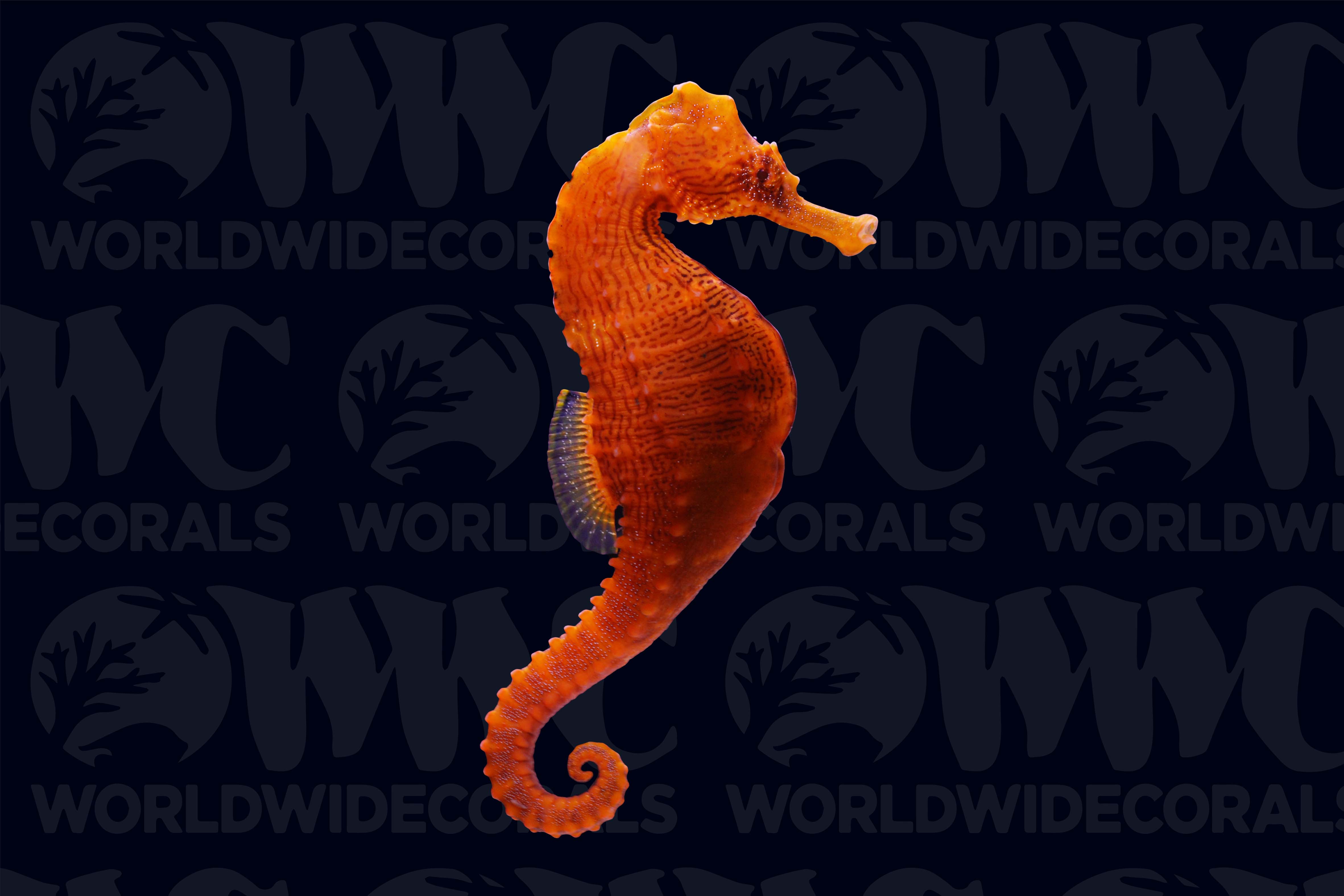 Orange Lined Seahorse - Male - USA