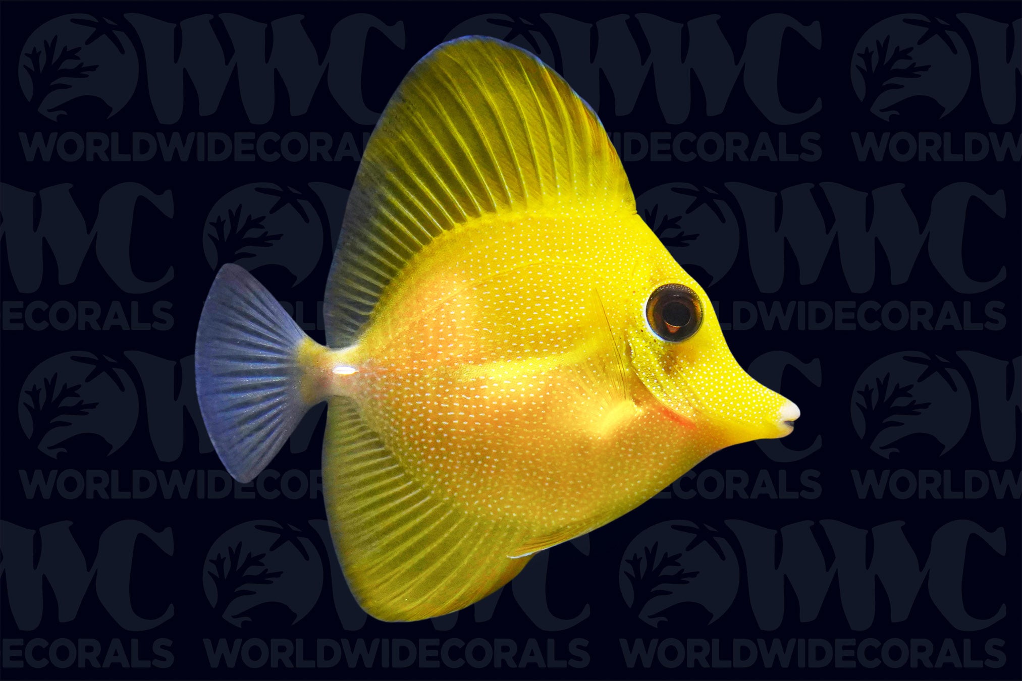 Hybrid Yellow & Scopas Tang - Micronesia