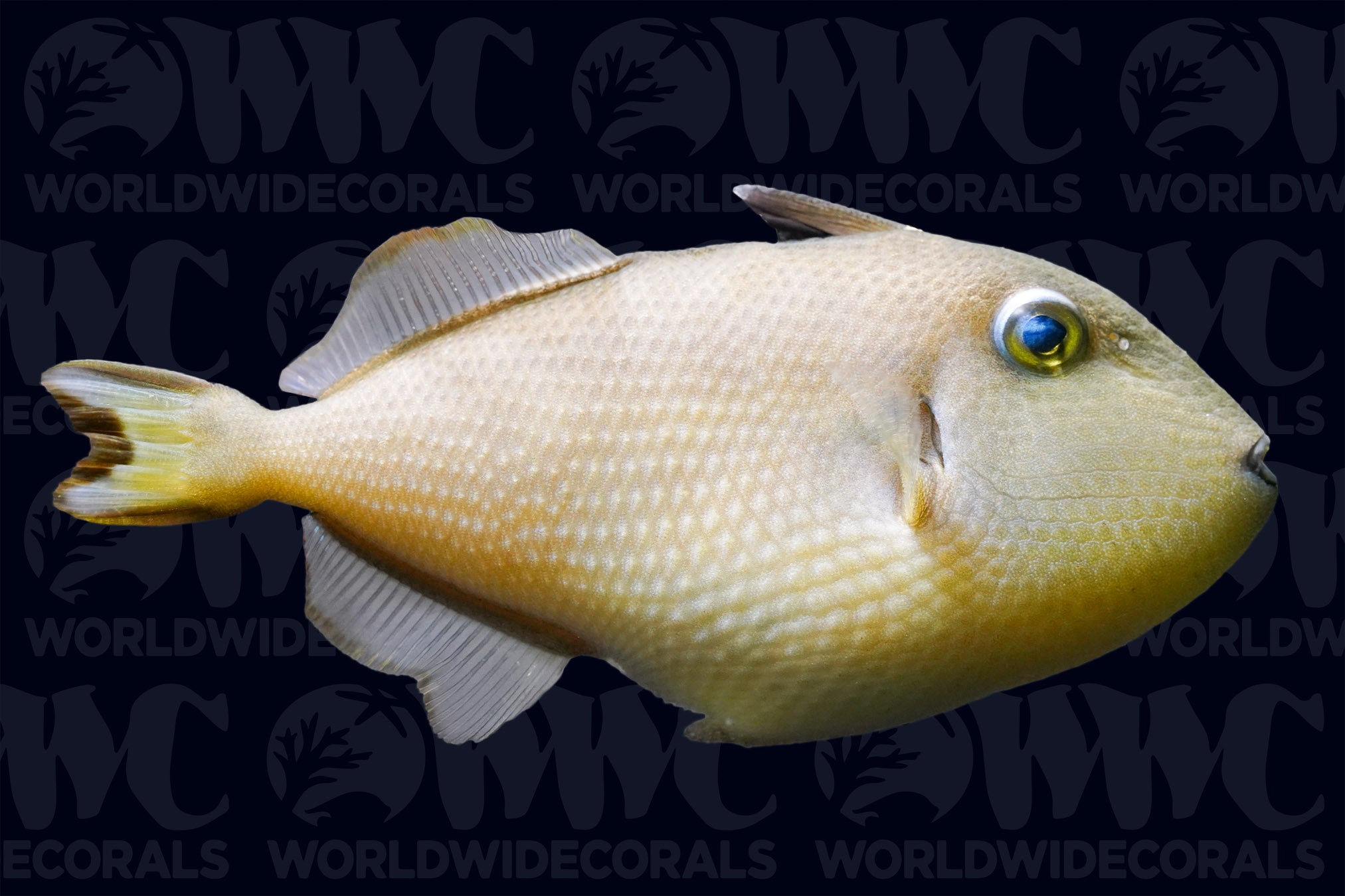 Blue Throat Triggerfish - Female - Philippines