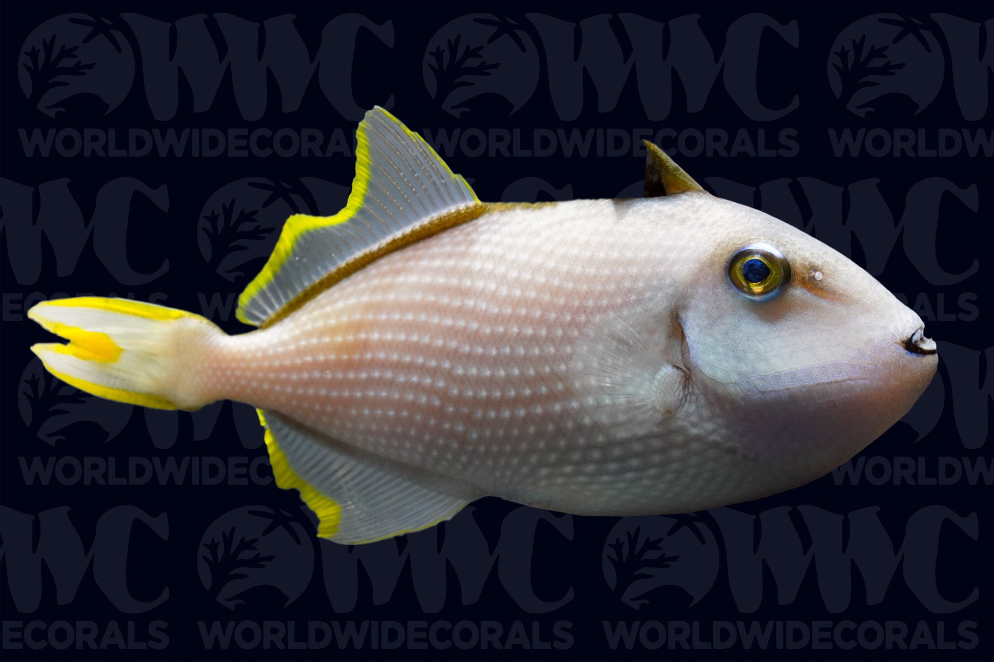 Blue Throat Triggerfish - Male - Philippines