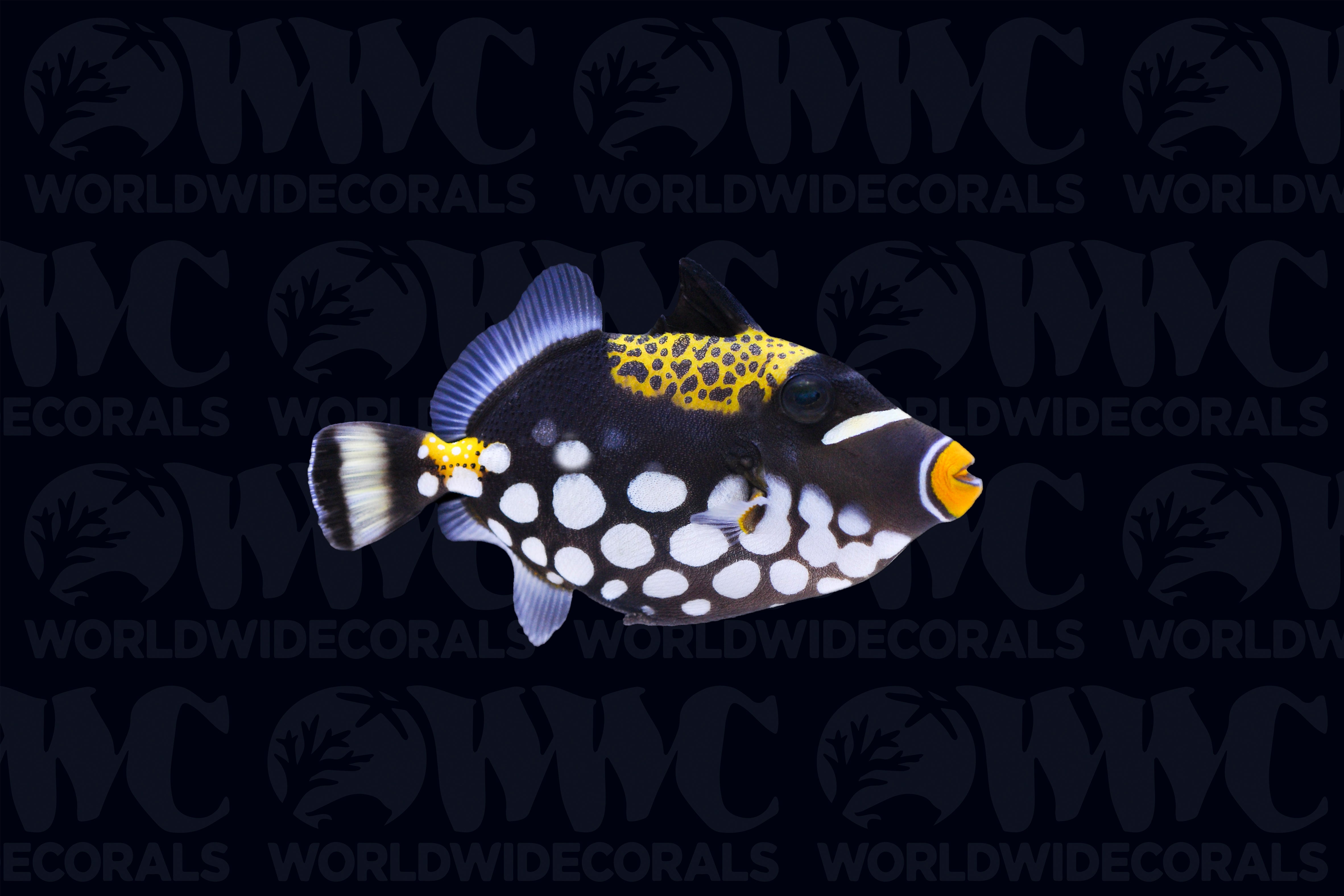 Clown Conspicillum Triggerfish - Philippines
