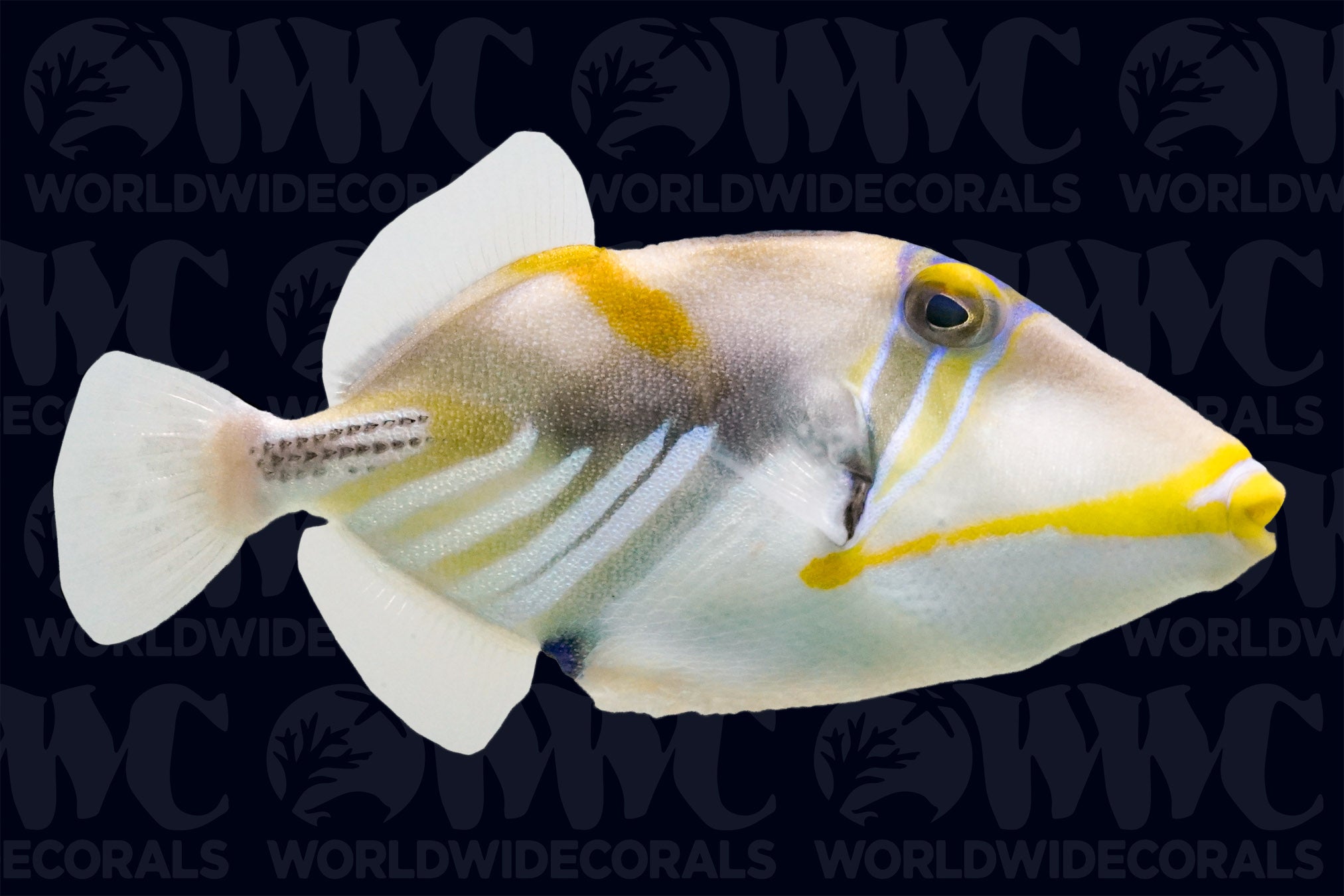 Humu Picasso Triggerfish - Philippines