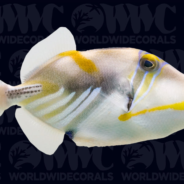 Picasso triggerfish clearance care