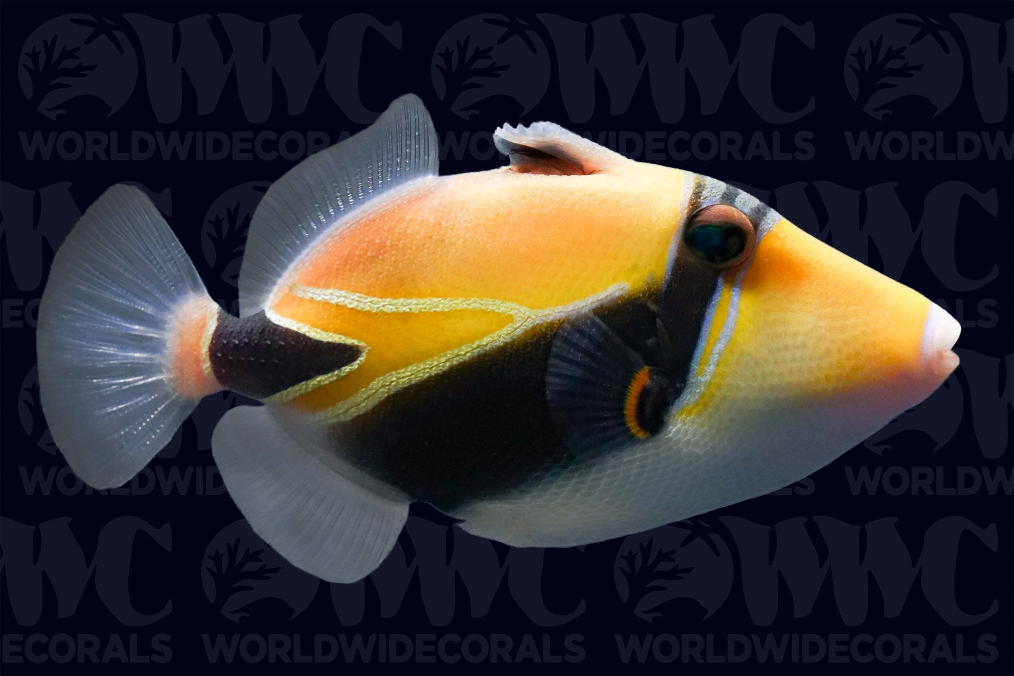 Rectanglulatus Triggerfish - Sri Lanka