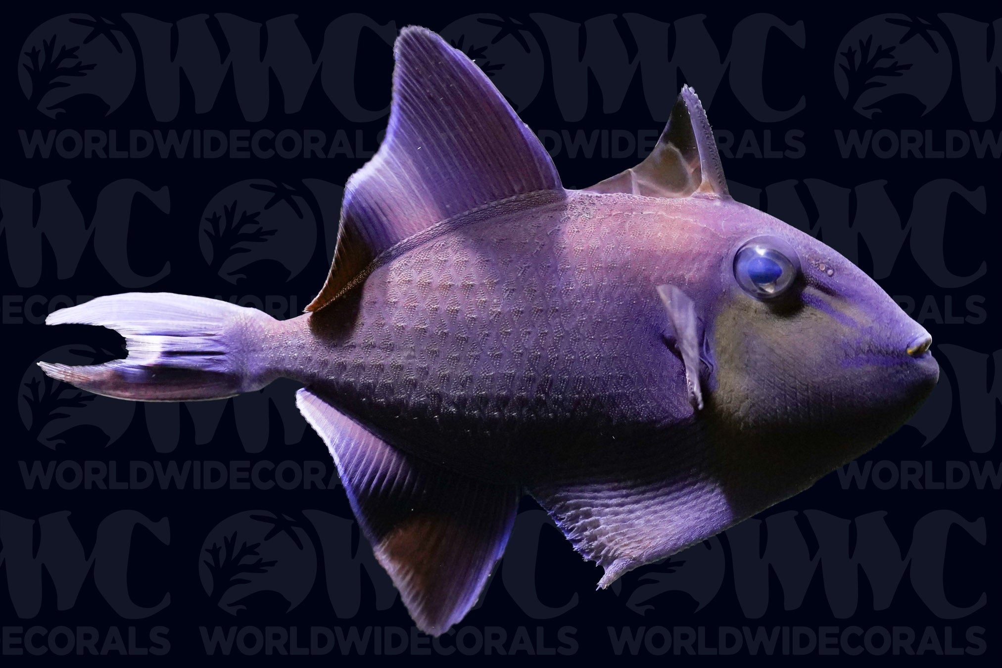 Red-Toothed Triggerfish - Philippines