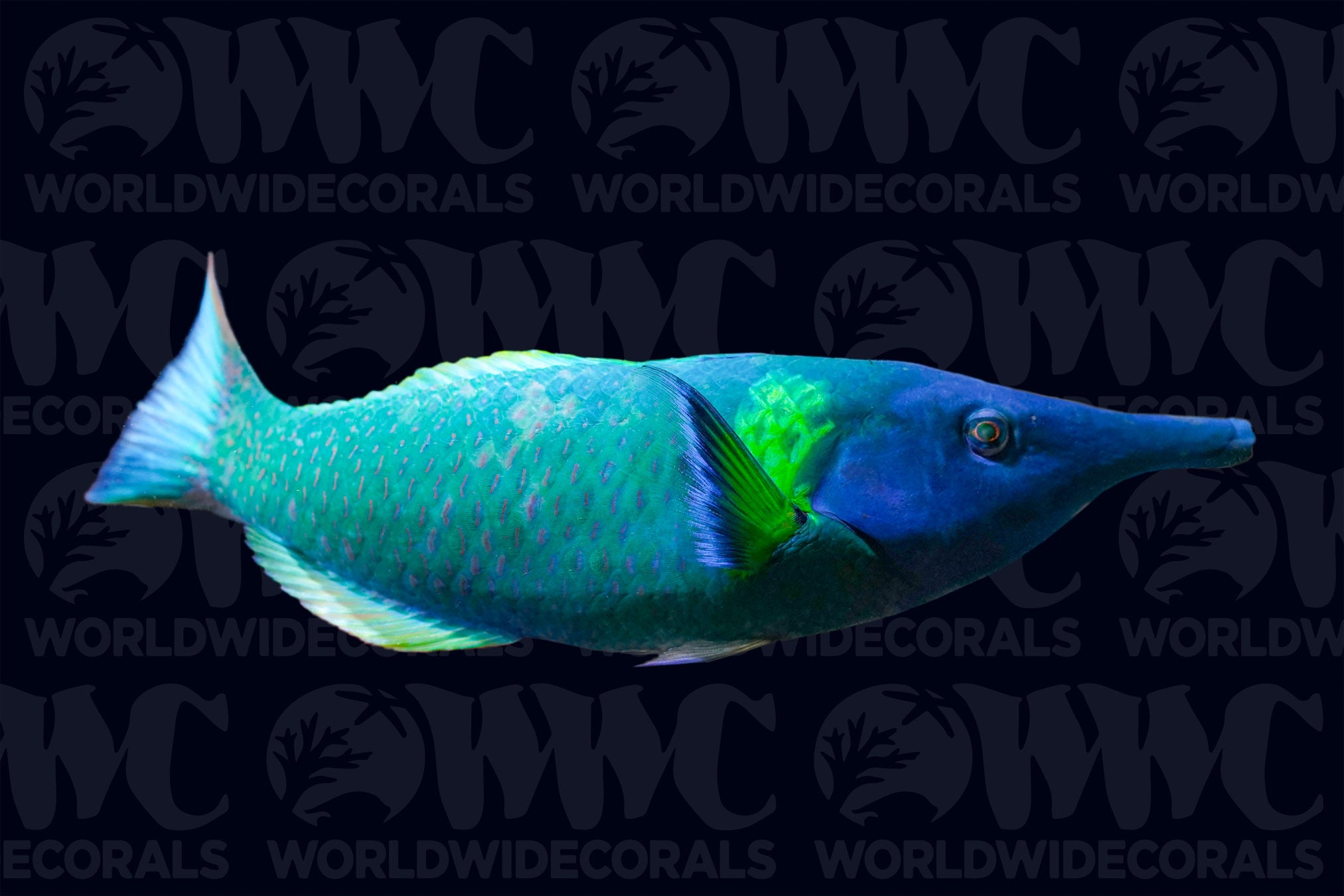 Green Bird Wrasse - Male - Sri Lanka