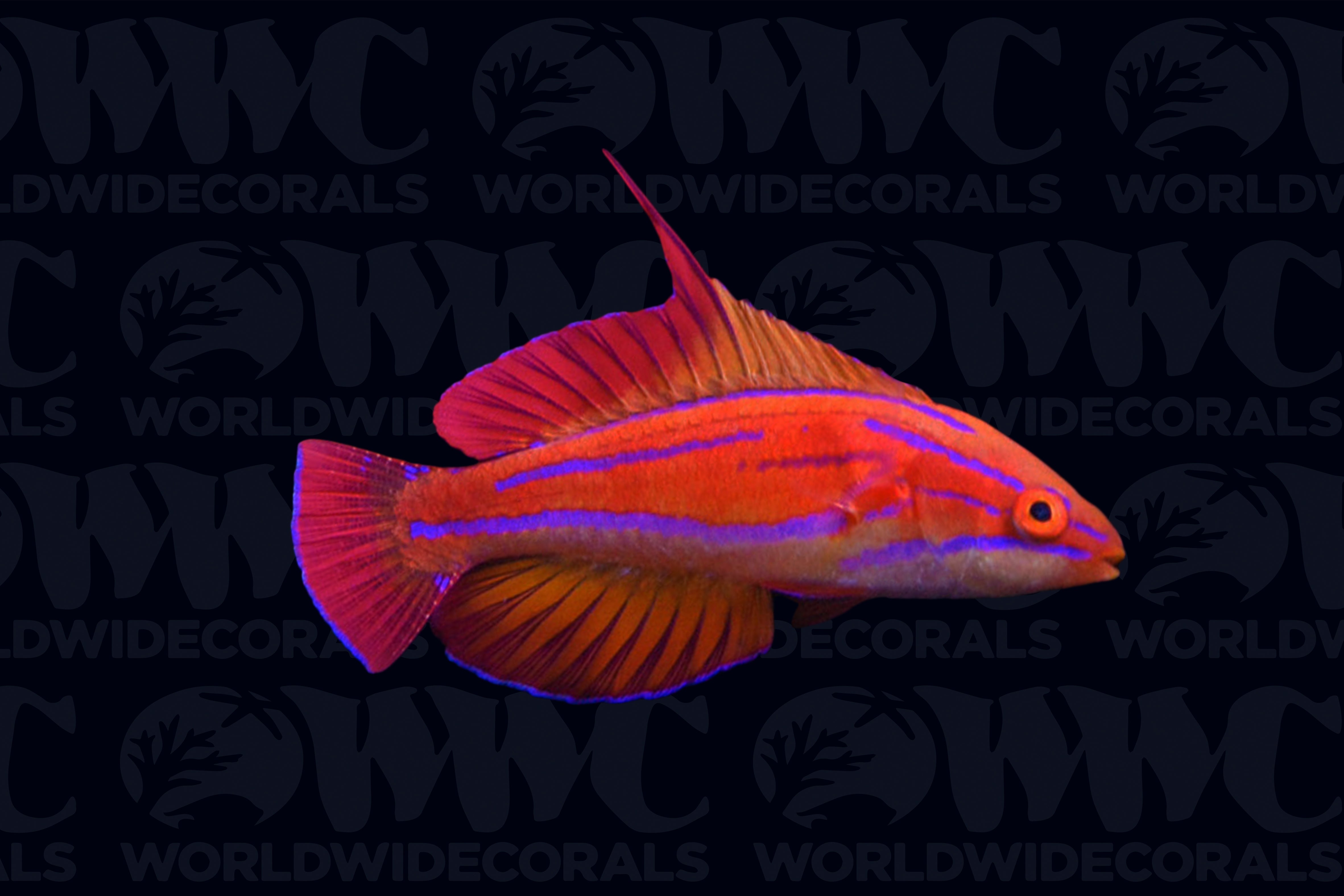 Redtail Flasher Wrasse - Male - Papua New Guinea