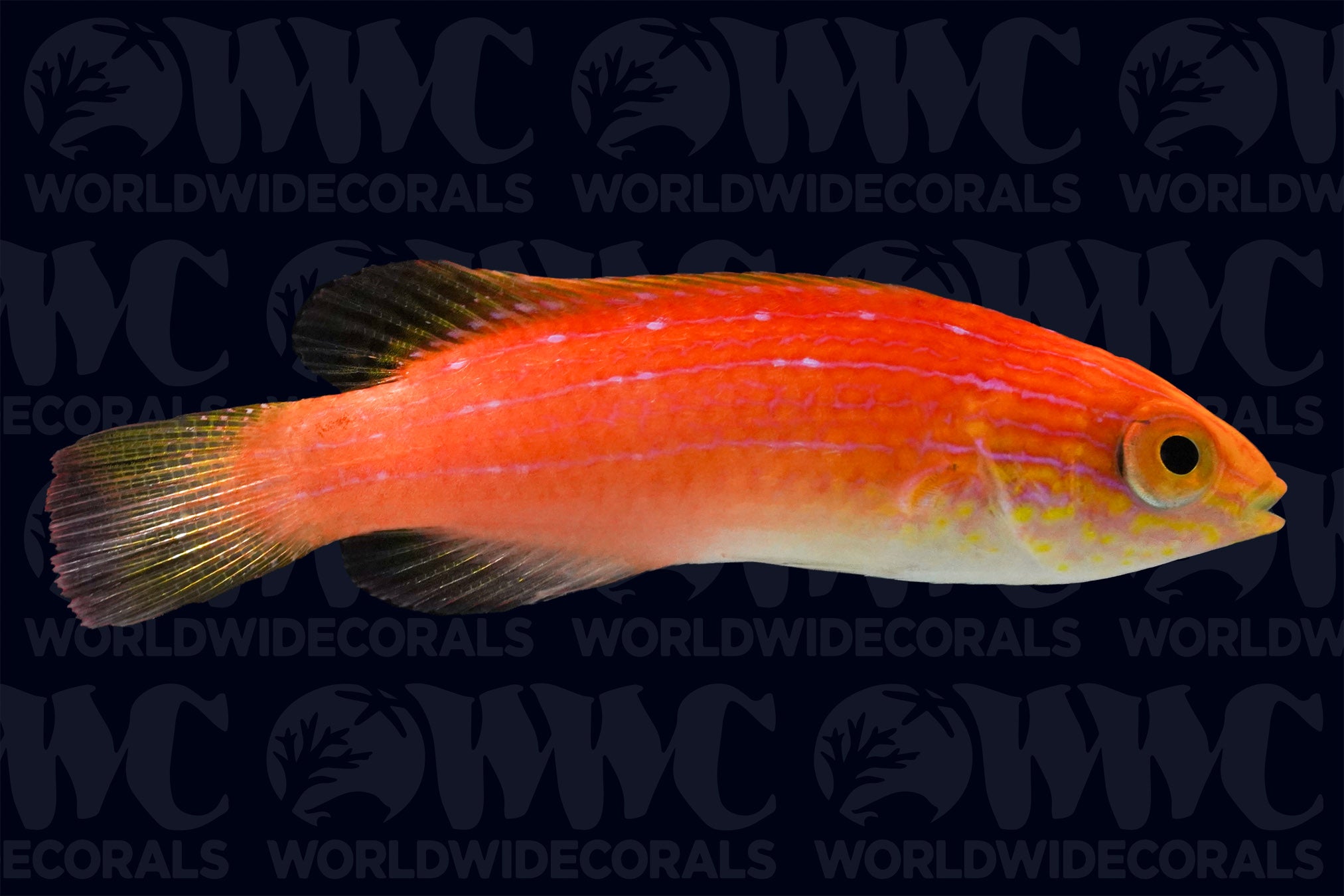 Lunate Fairy Wrasse - Philippines