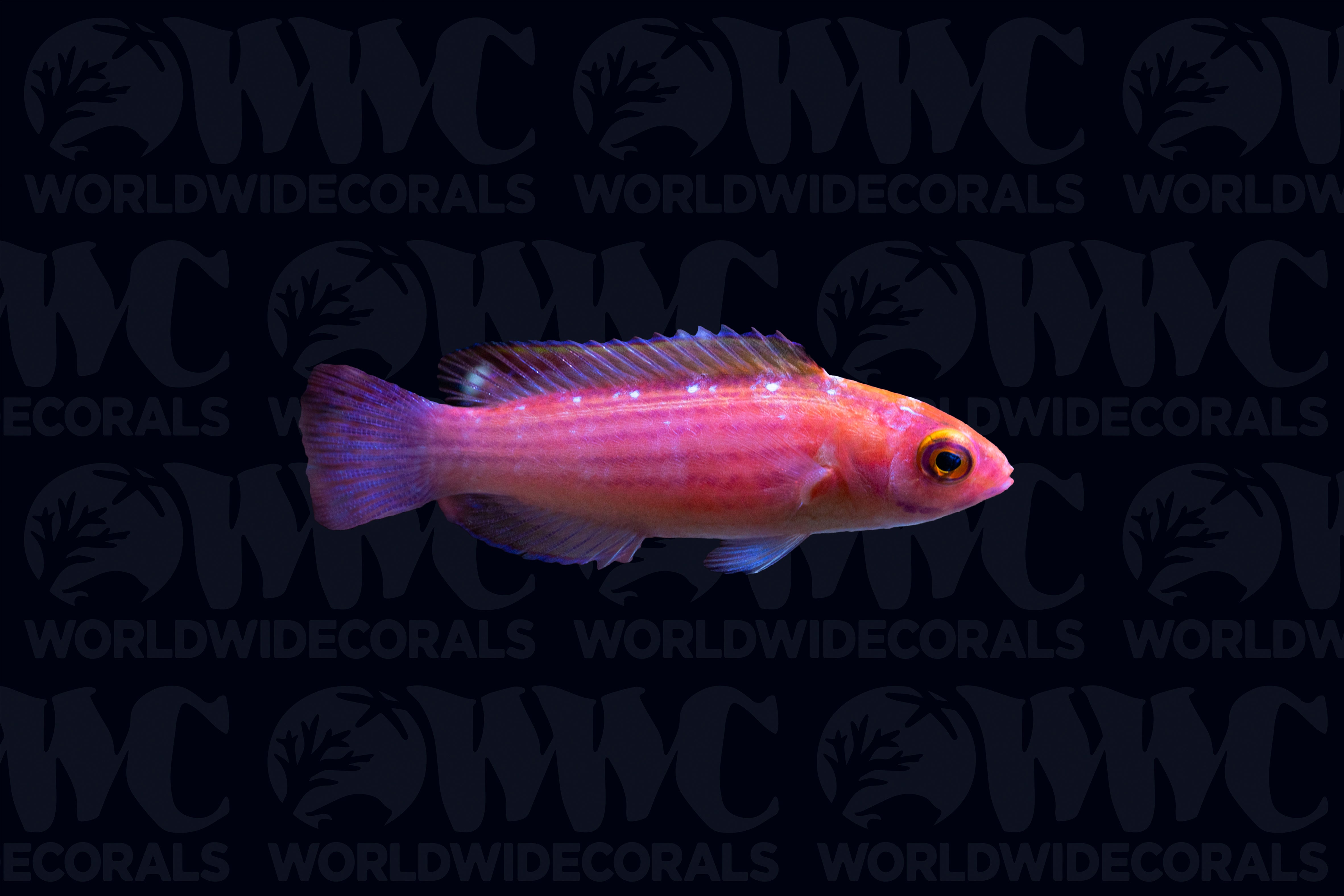 Earle's Fairy Wrasse - Male - Marshall Islands