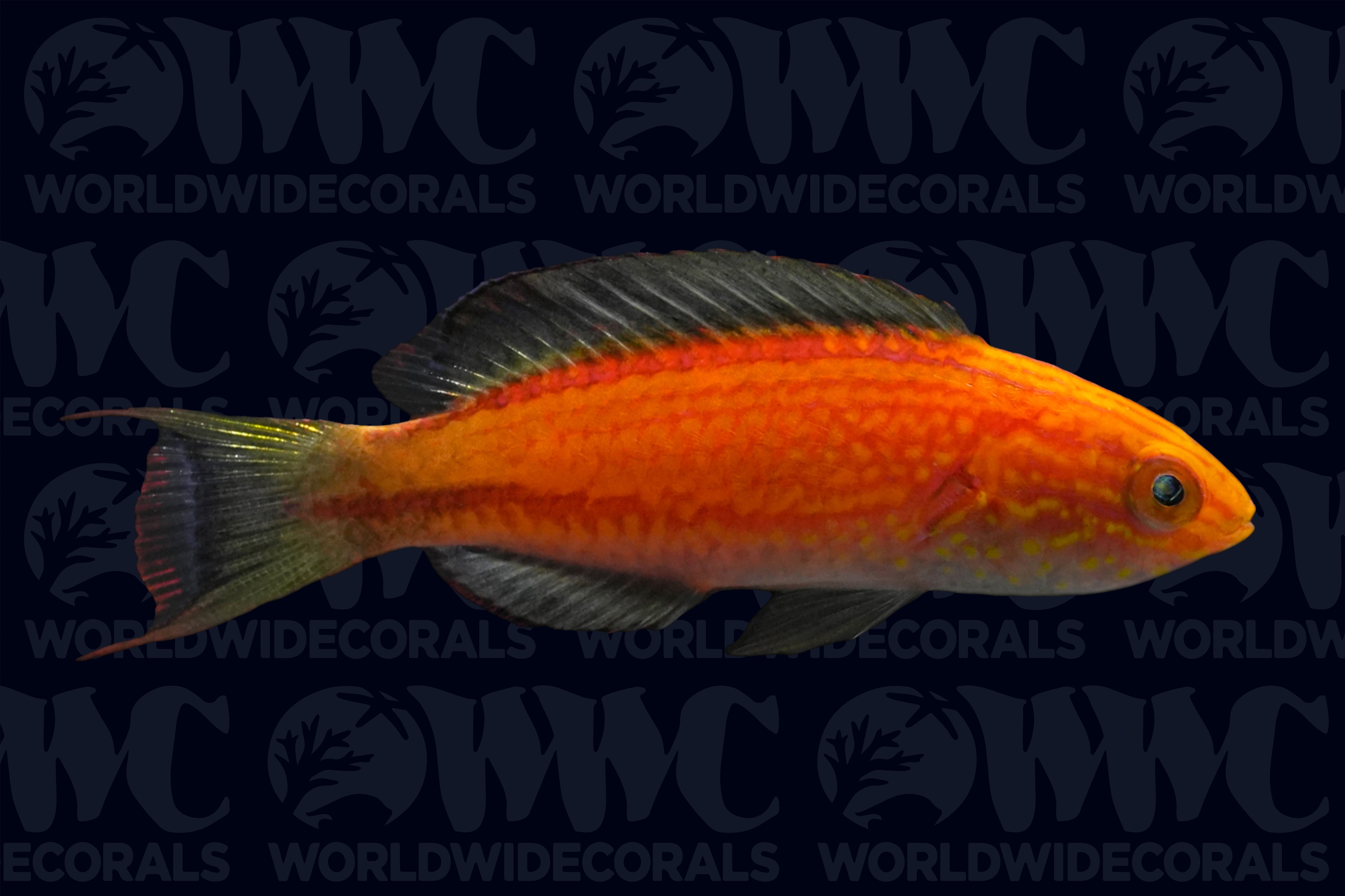 Crescent Tail Fairy Wrasse - Male - Philippines
