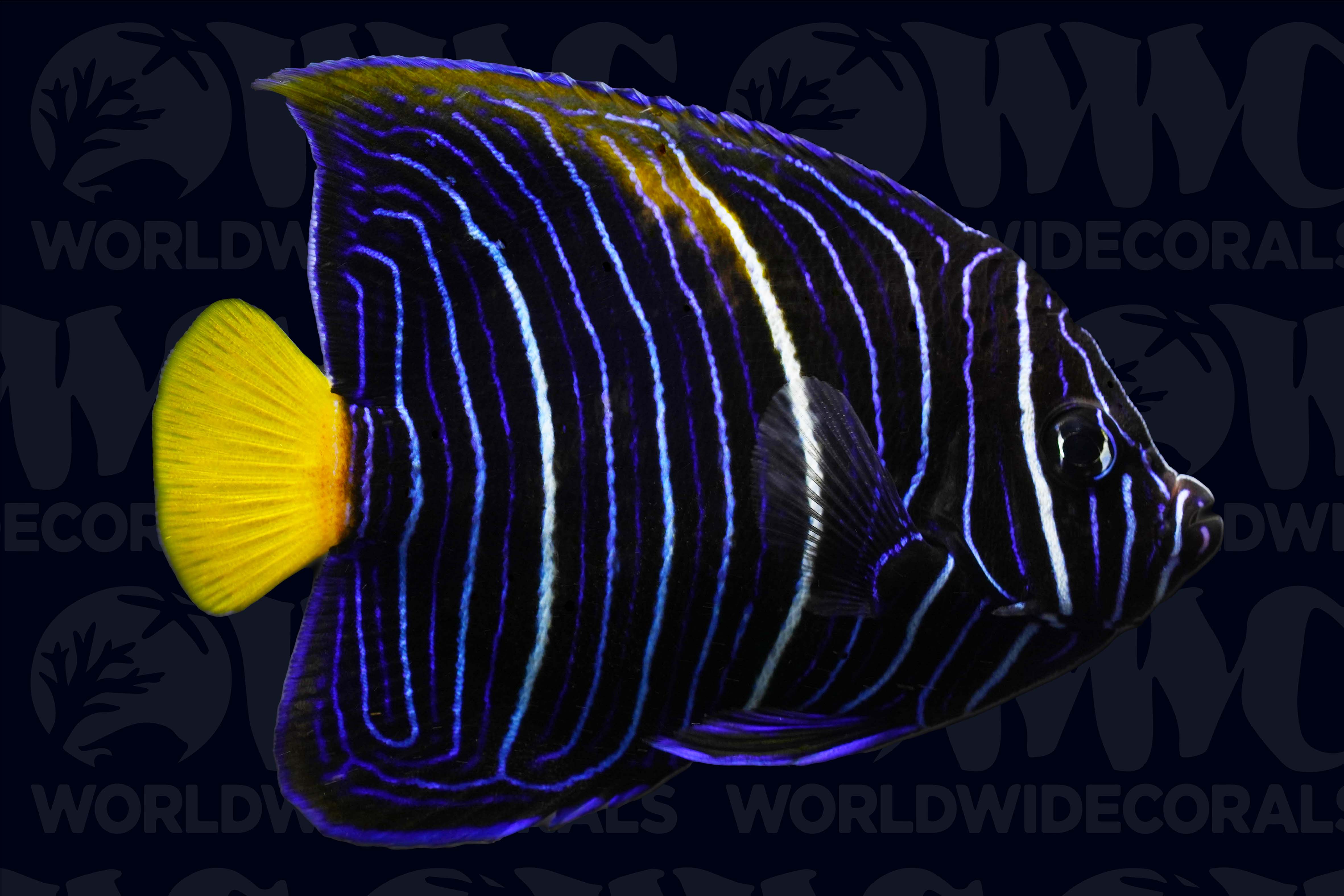 Yellow Moon Maculosus Angelfish - Juvenile - Aquacultured - Taiwan