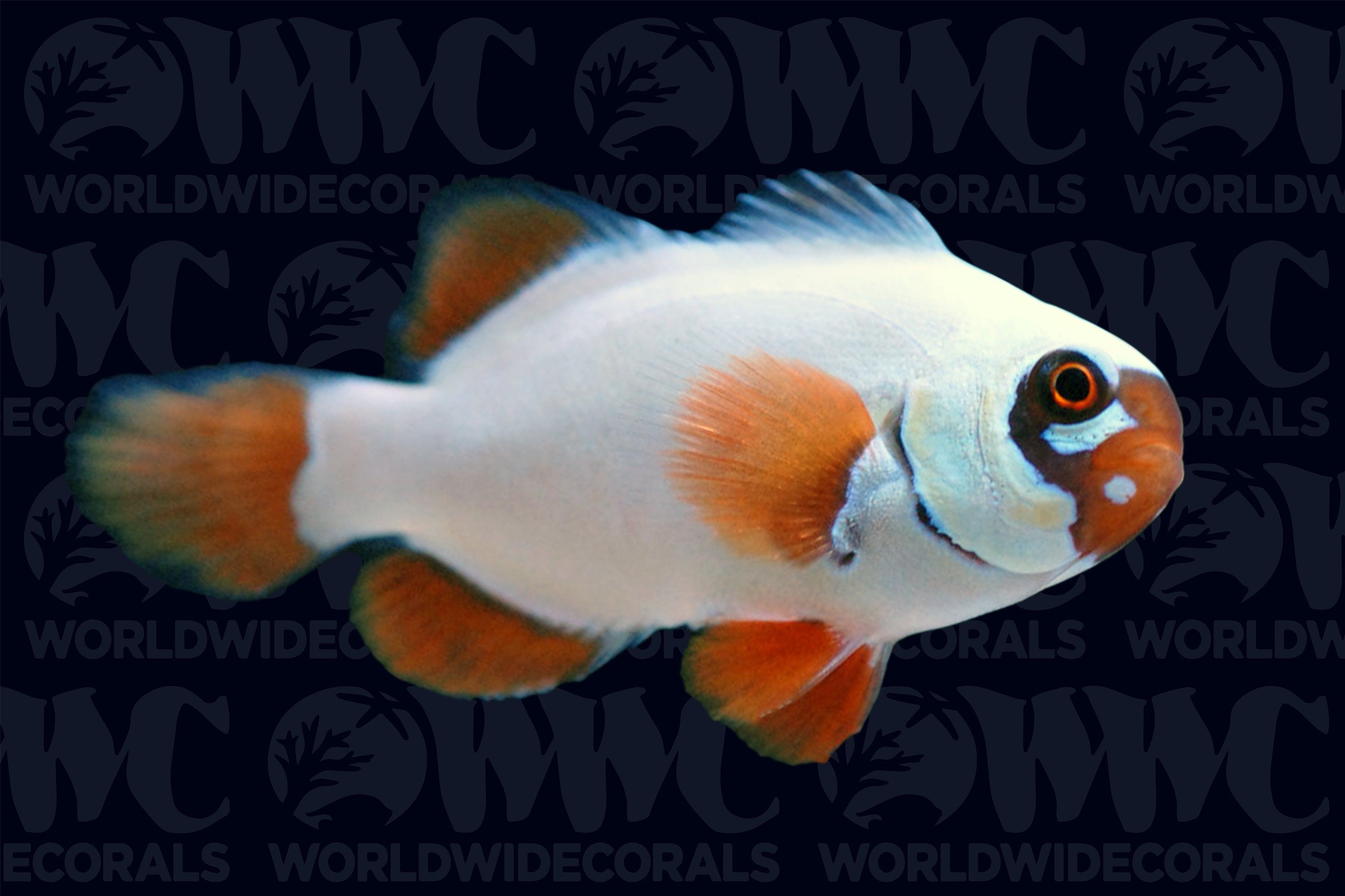 Gold Nugget Maroon Clownfish - Aquacultured - Indonesia