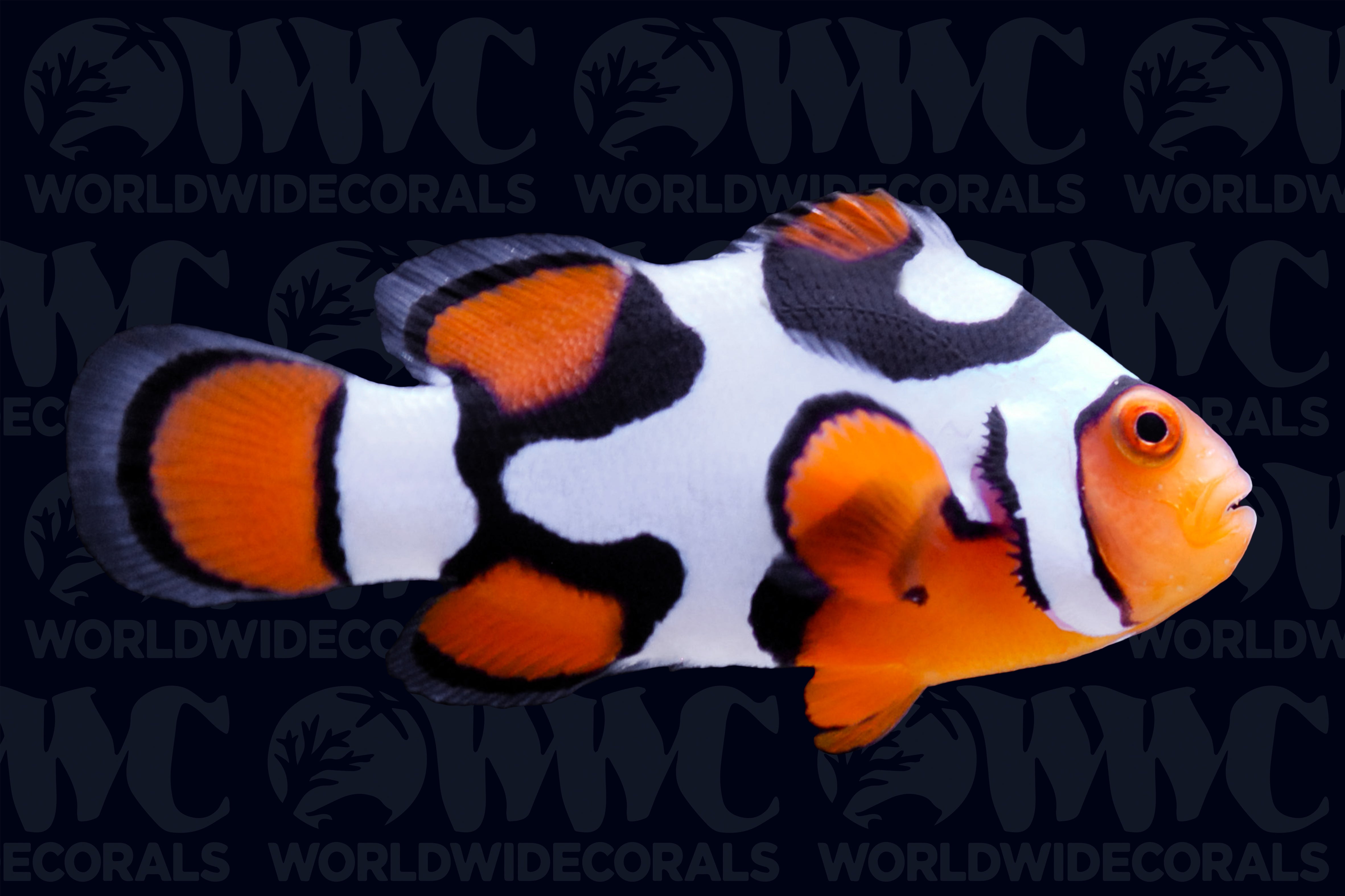 Black Picasso Clownfish - Aquacultured