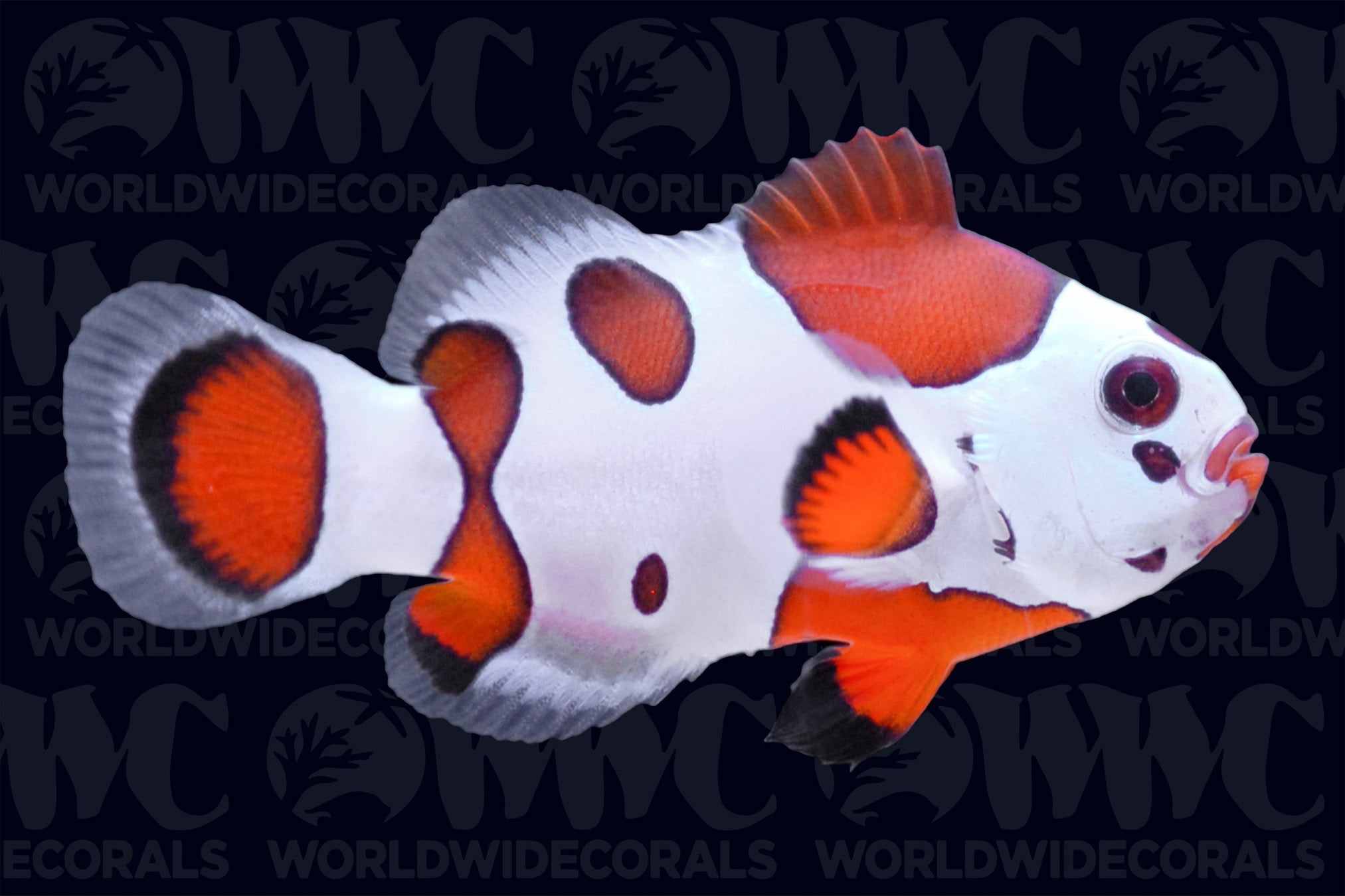 Orange Storm Clownfish - Aquacultured - USA