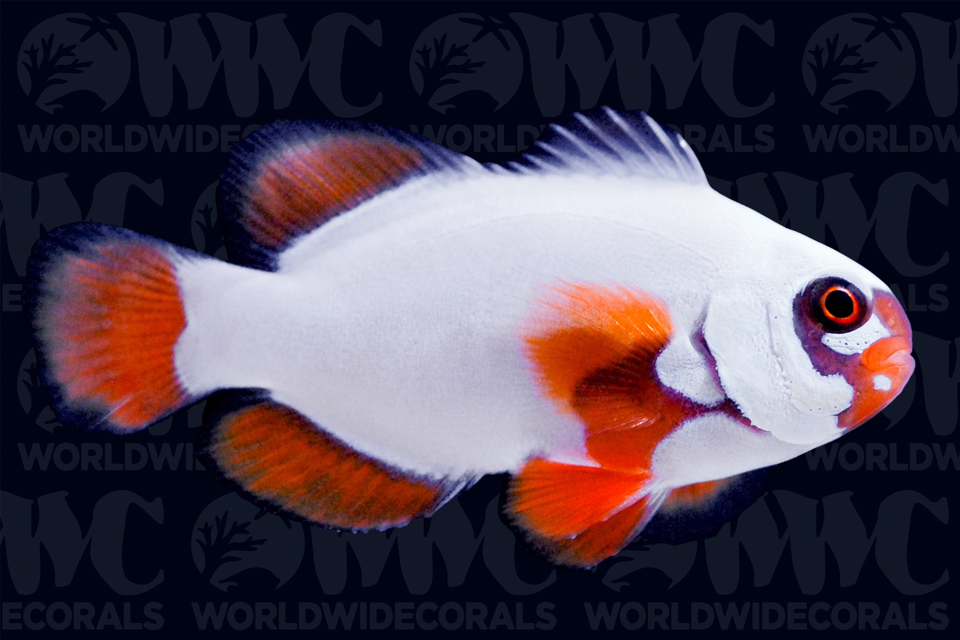 Maroon, Gold Nugget, Bali Aquarich Clownfish Aquacultured - Indonesia